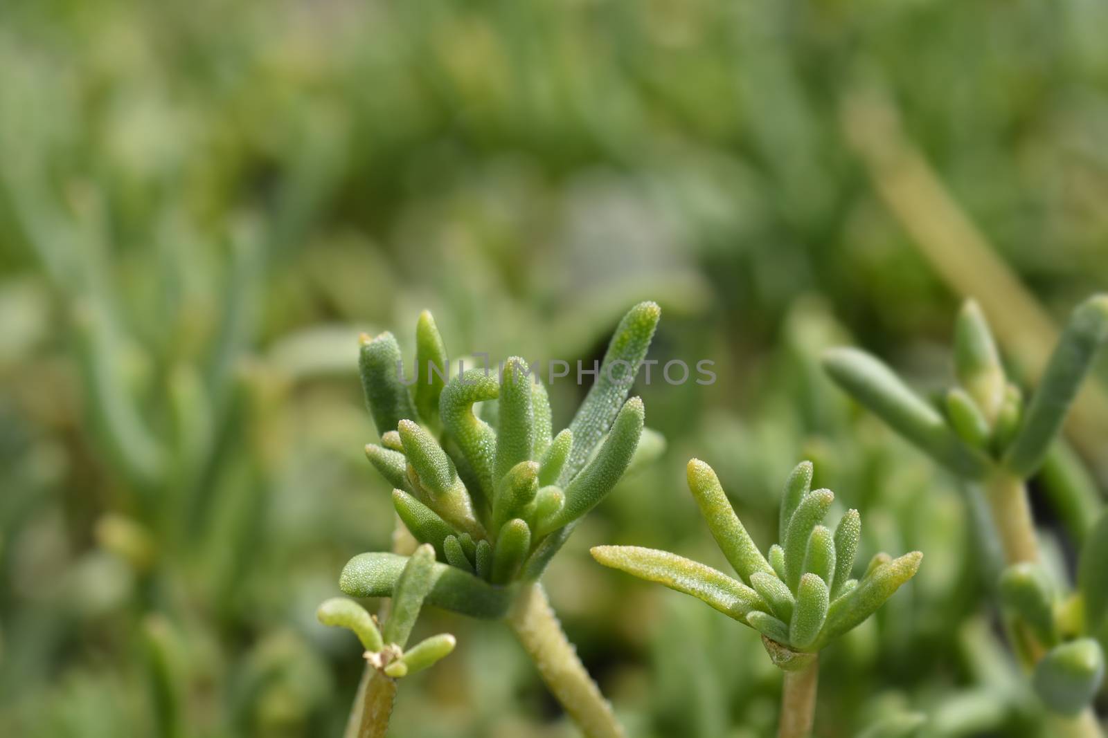 Trailing Iceplant leaves - Latin name - Delosperma cooperi