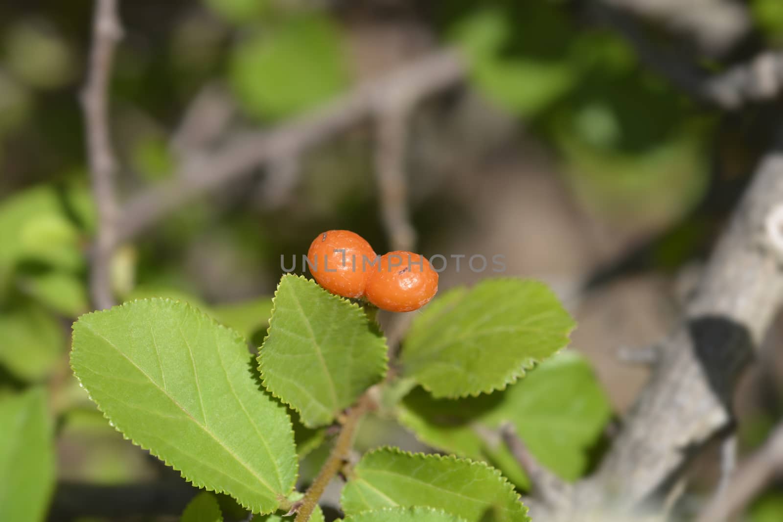 Crossberry fruit - Latin name - Grewia similis