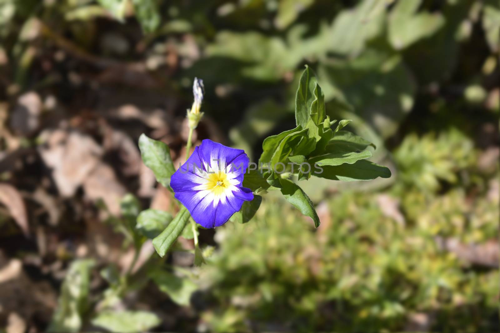 Dwarf Morning Glory Blue Ensign - Latin name - Convolvulus tricolor Blue Ensign