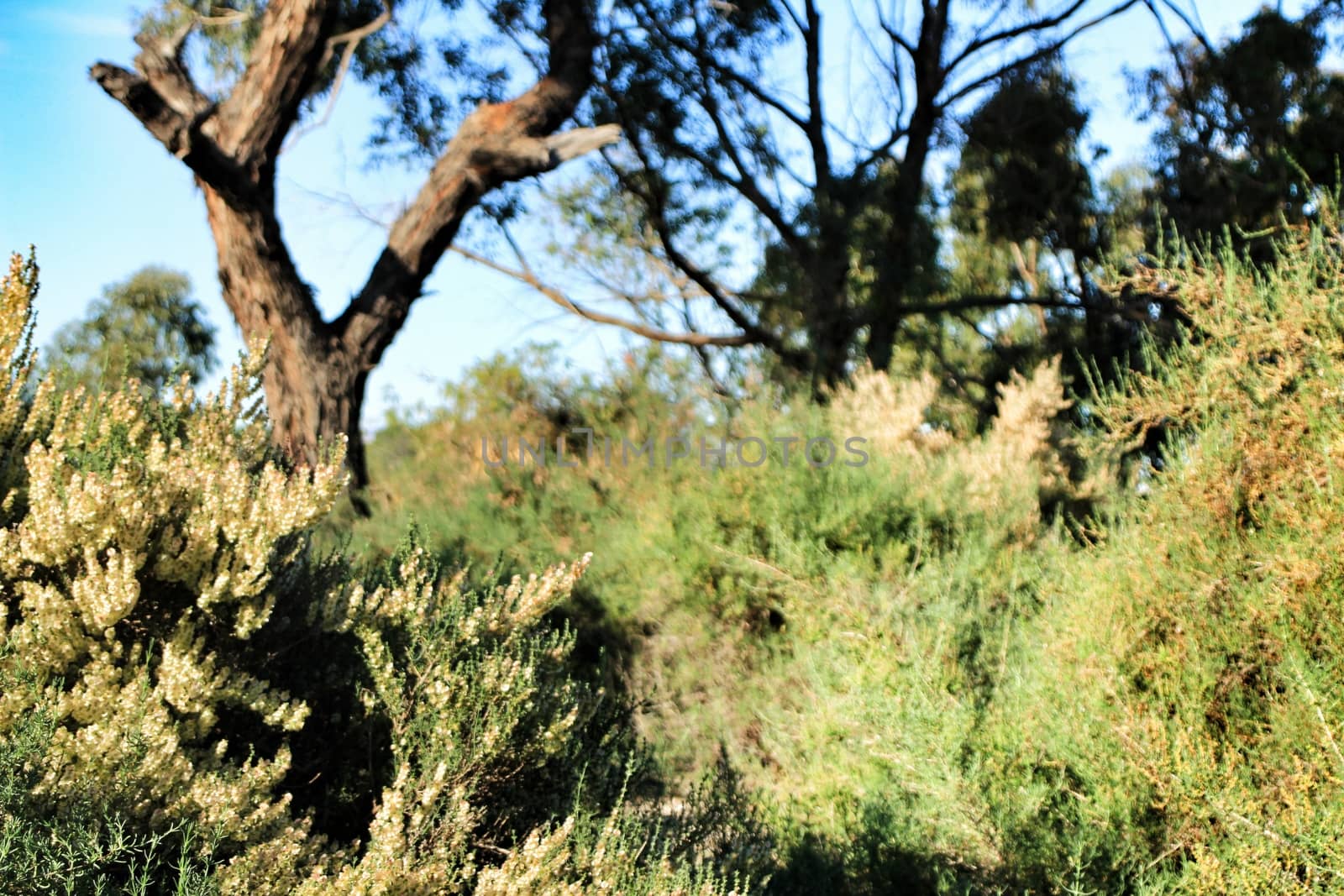 Countryside landscape with autochthon bushes and eucalyptus trees in Alicante, Spain