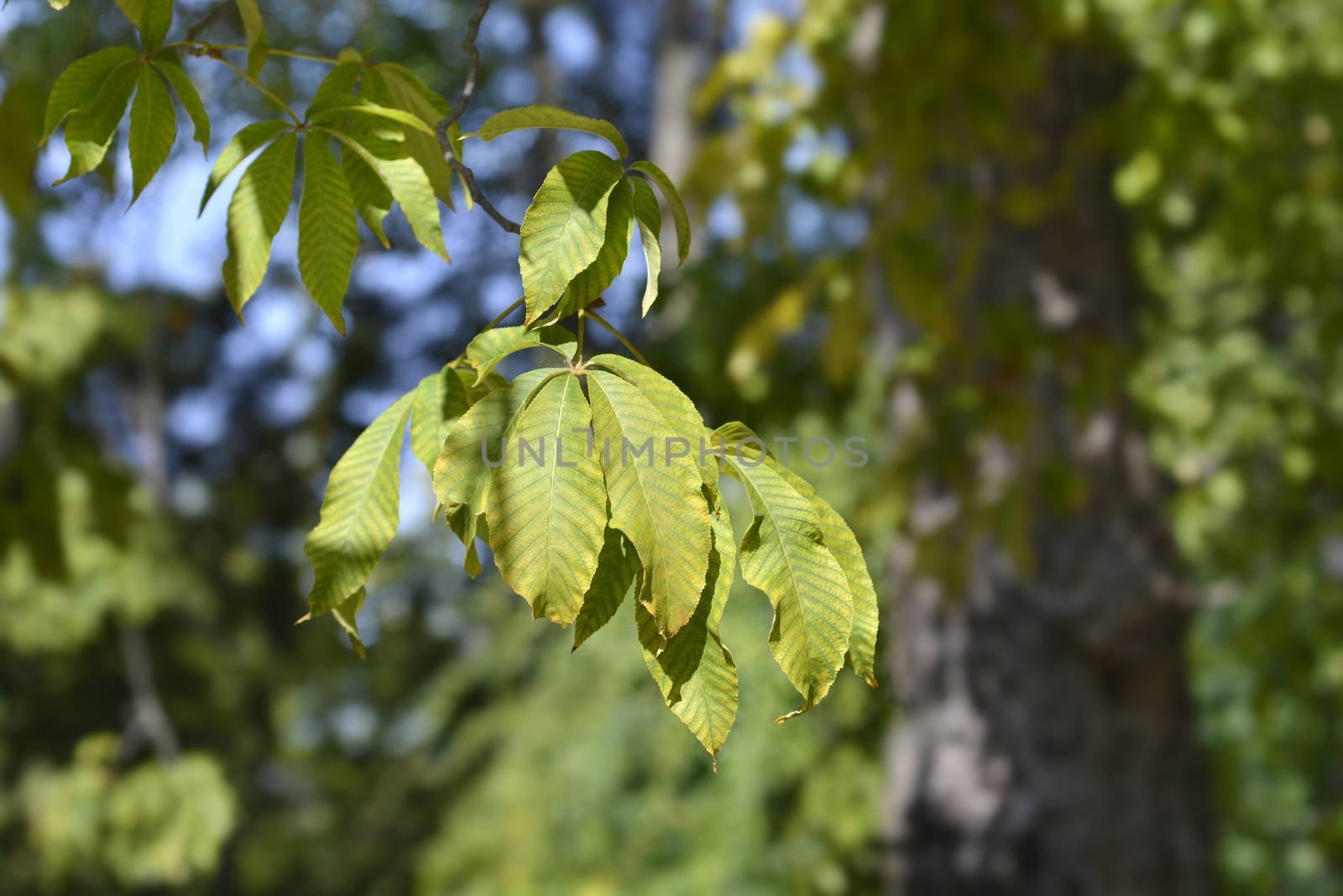 Red buckeye leaves - Latin name - Aesculus pavia