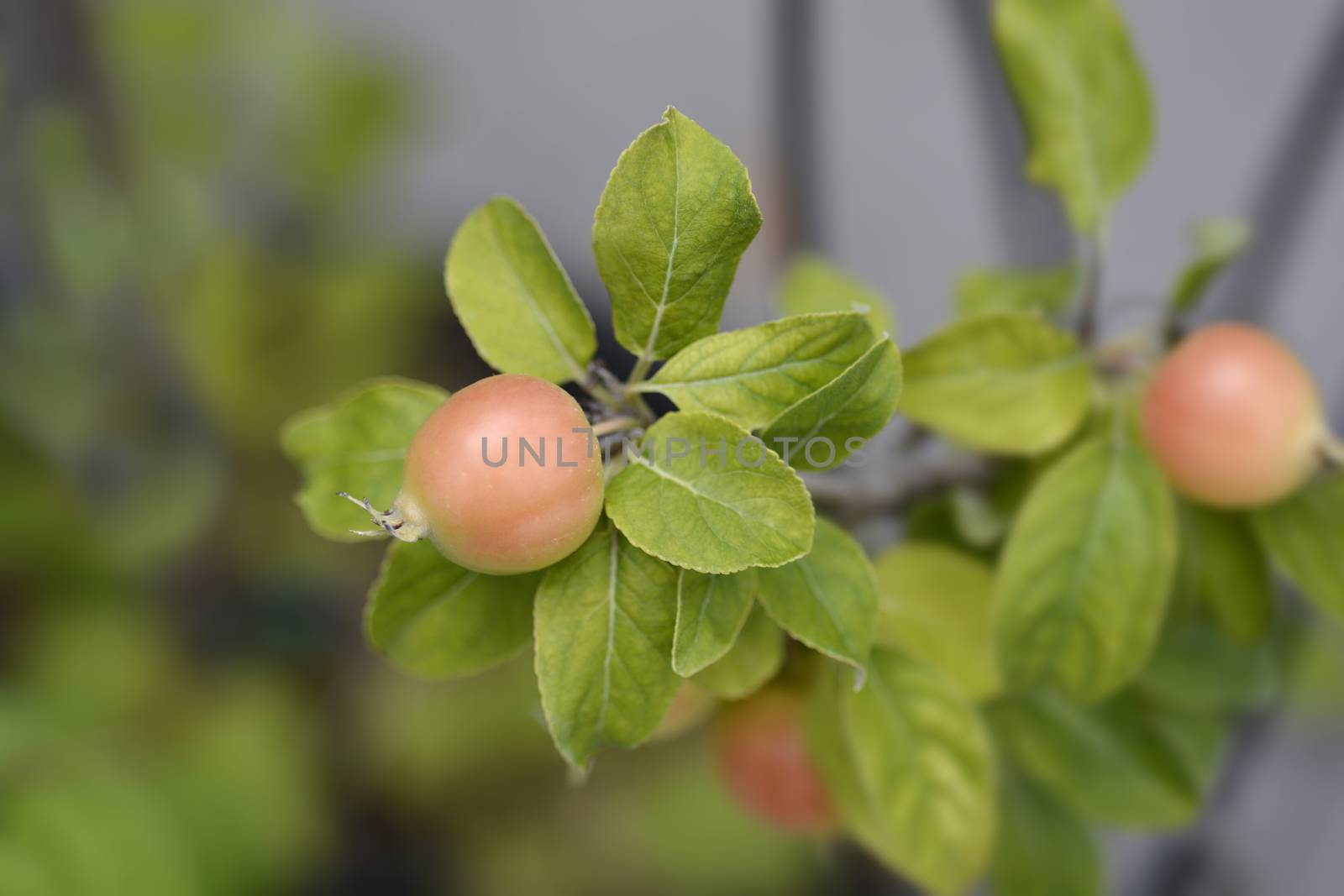 Crab apple Golden Hornet by nahhan