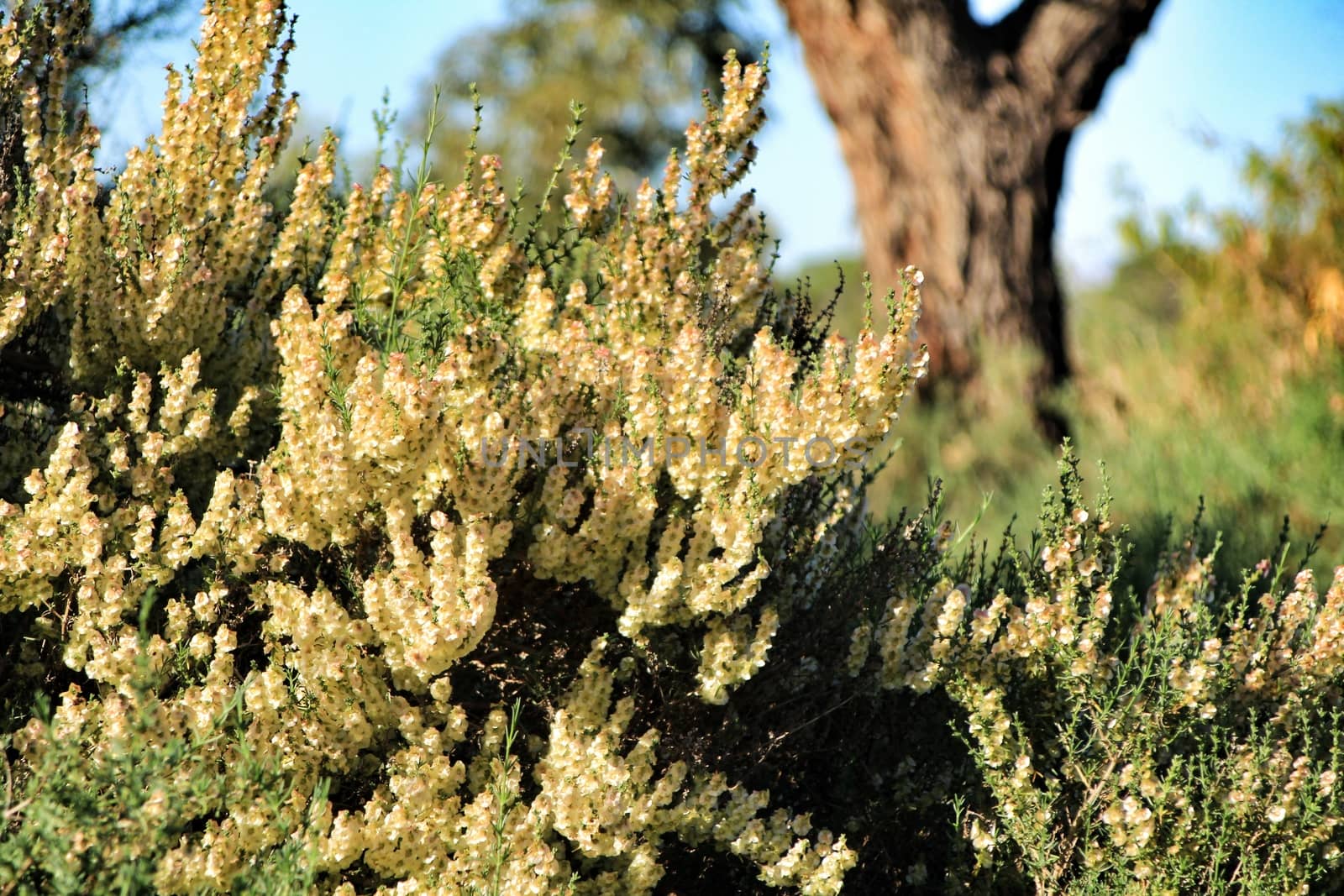 Countryside landscape with autochthon bushes and eucalyptus trees in Alicante, Spain