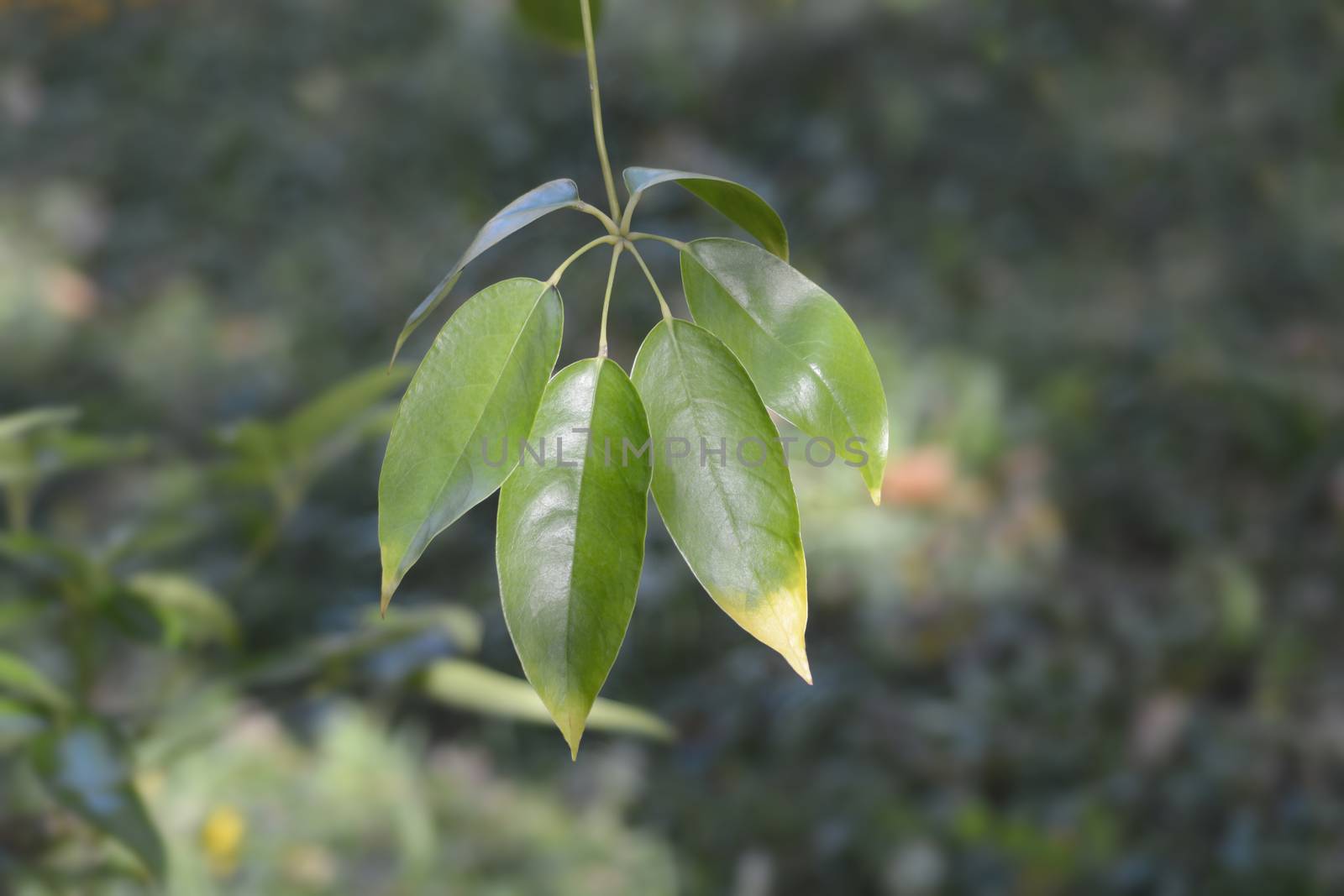 Seven-finger leaves - Latin name - Schefflera digitata