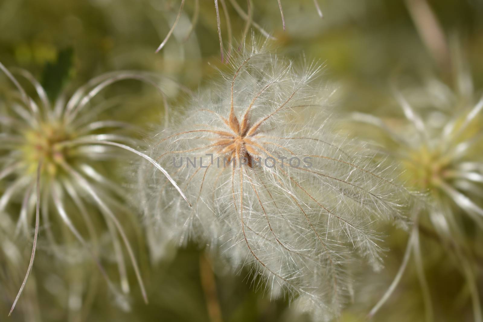 Clematis ispahanica seed heads - Latin name - Clematis ispahanica