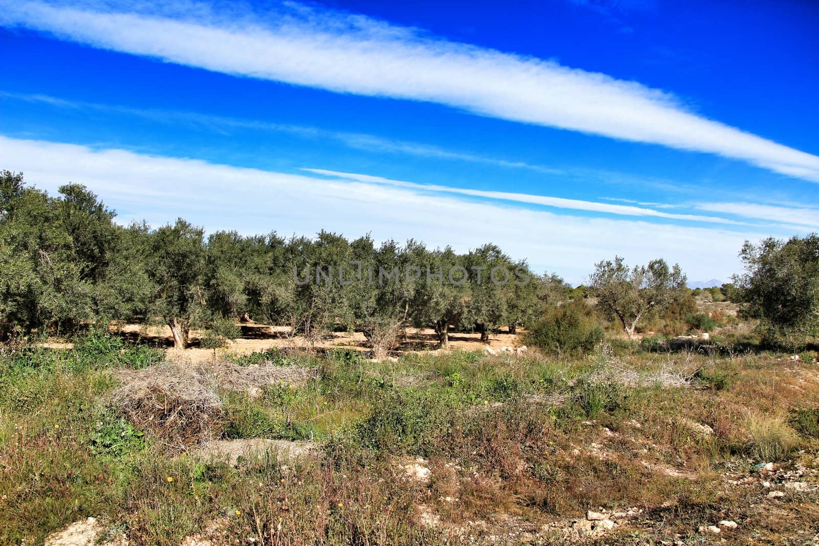 Olive groves in the province of Alicante, Spain