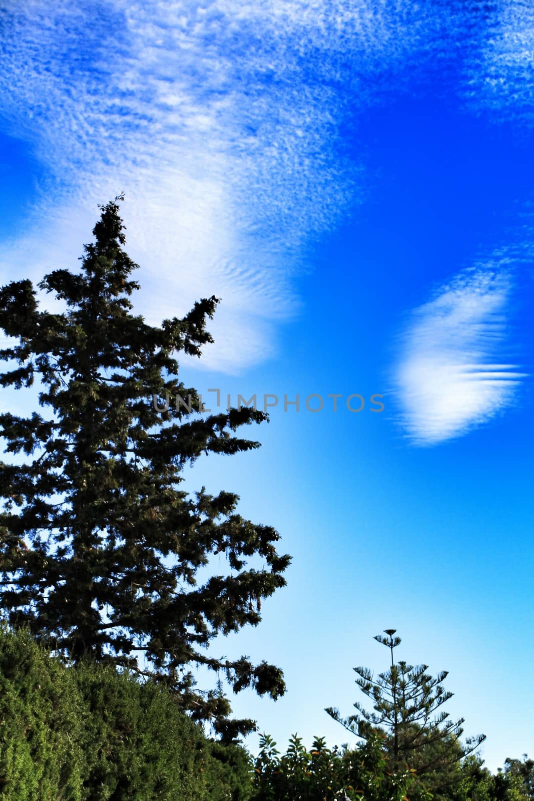 Pine under sky with autocumulus clouds in Spain
