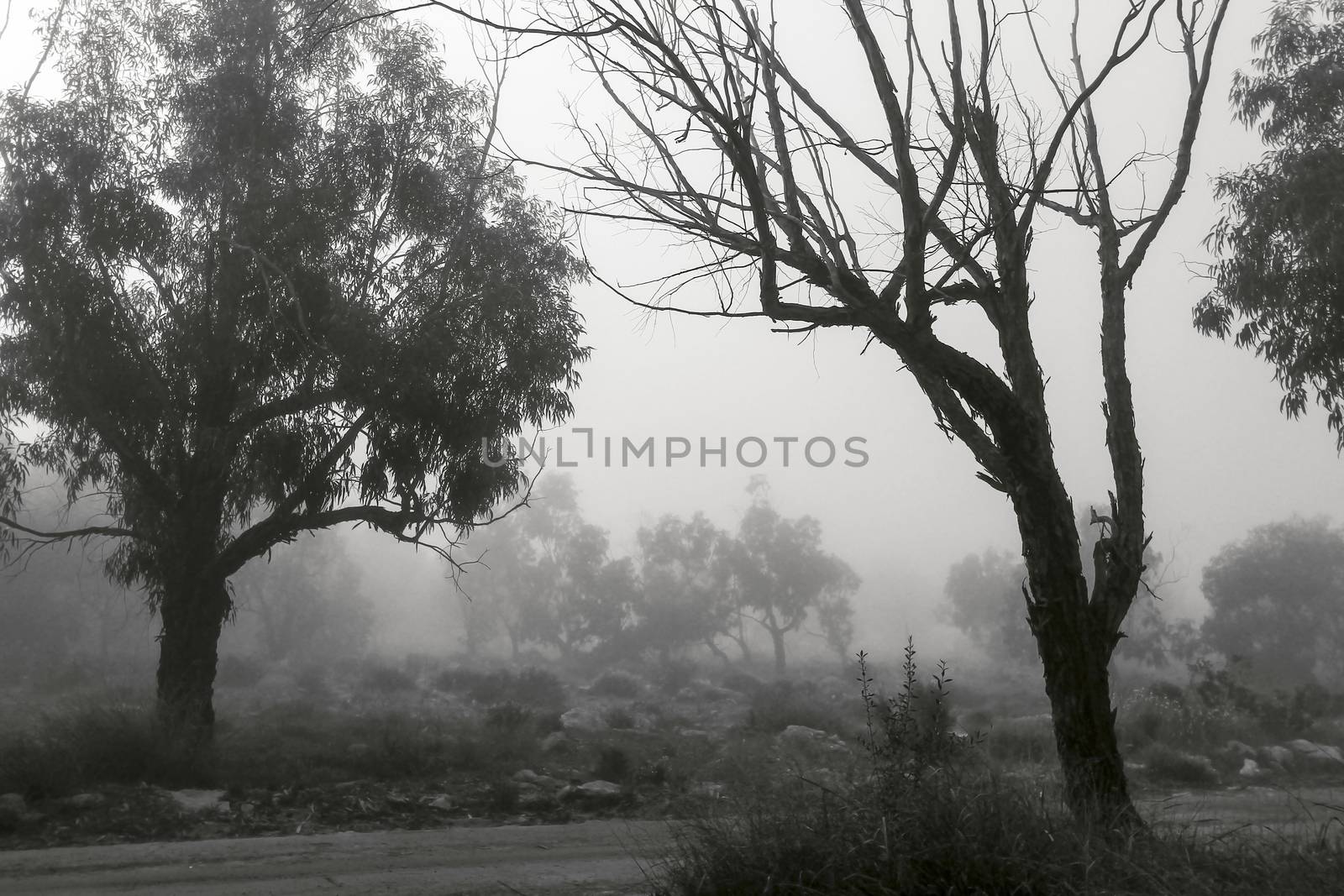 Beautiful and dark Eucalyptus forest covered by fog in the morning in Spain