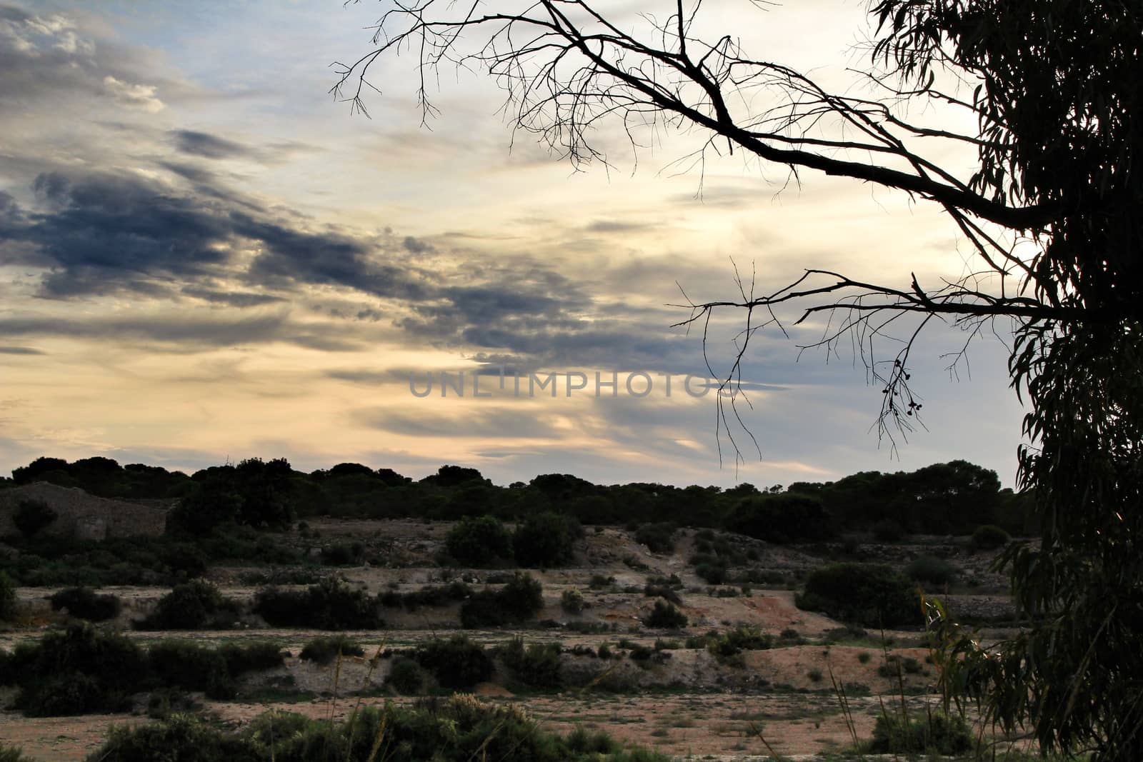 Countryside landscape with autochthon bushes and conifers at sunset in Alicante, Spain