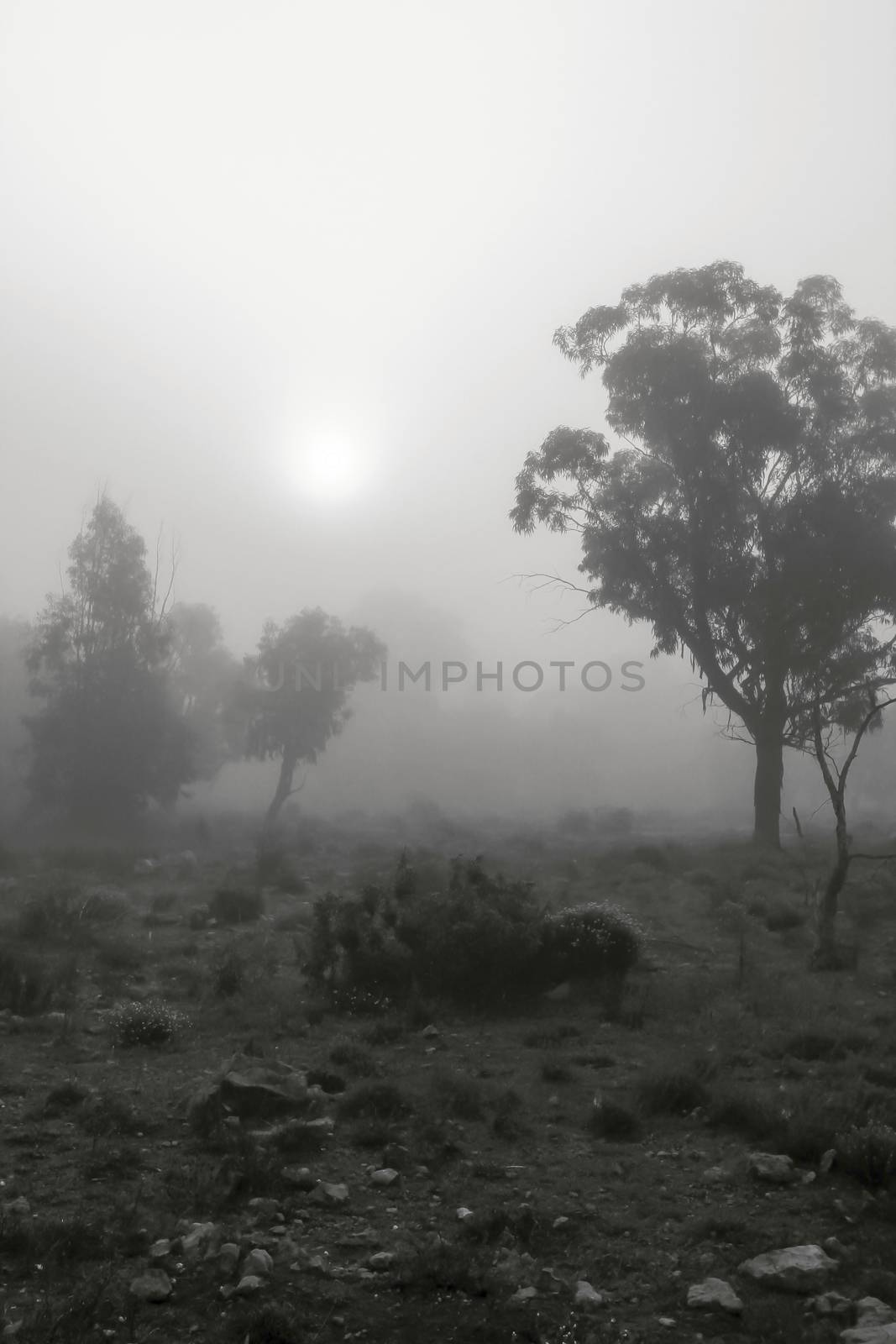 Beautiful and dark Eucalyptus forest covered by fog in the morning in Spain