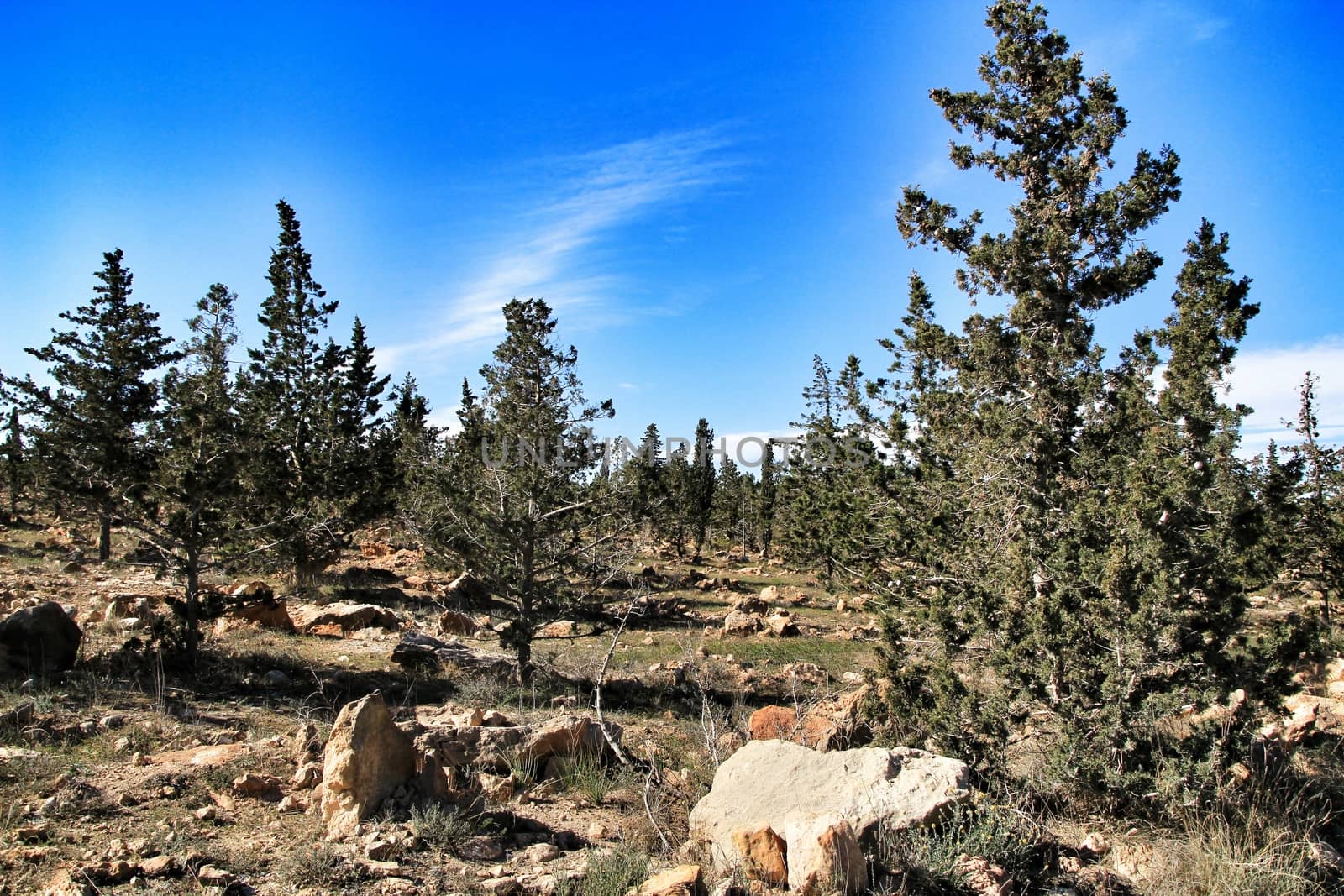 Countryside landscape with autochthon bushes and conifers in Alicante, Spain