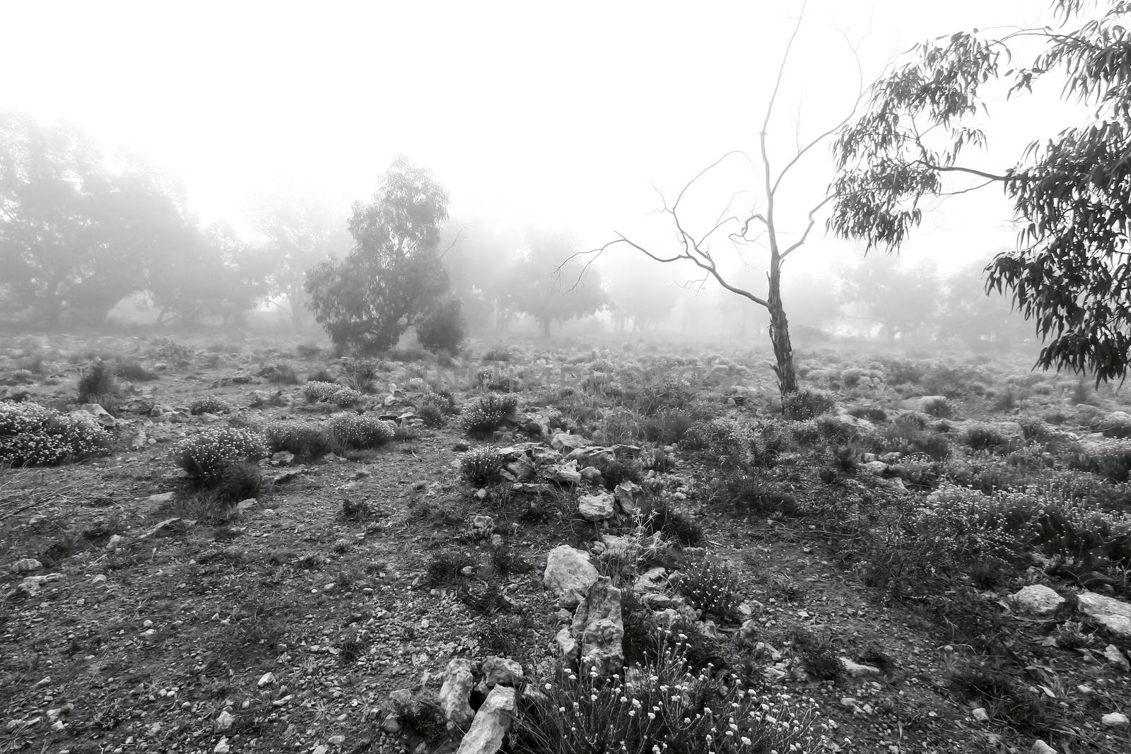 Beautiful and dark Eucalyptus forest covered by fog in the morning in Spain
