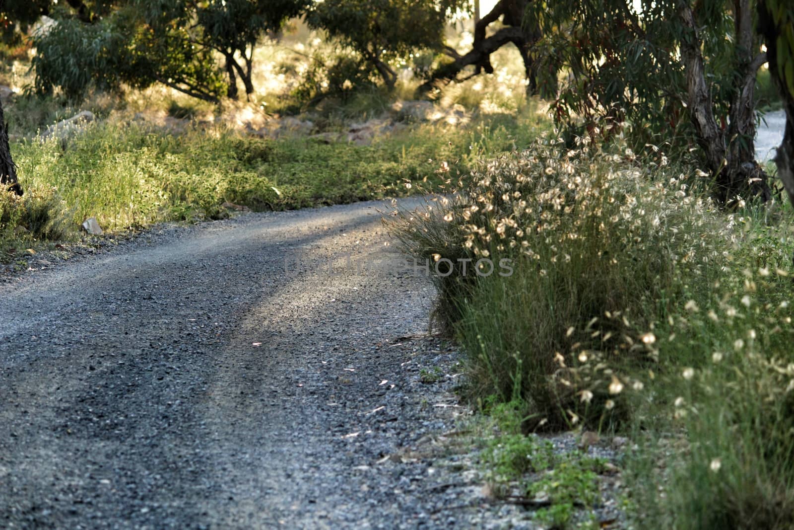 Countryside landscape with native bushes and conifers at sunset in Alicante, Spain