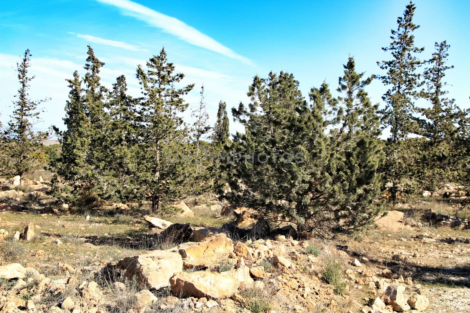 Countryside landscape with native bushes and conifers in Alicante, Spain