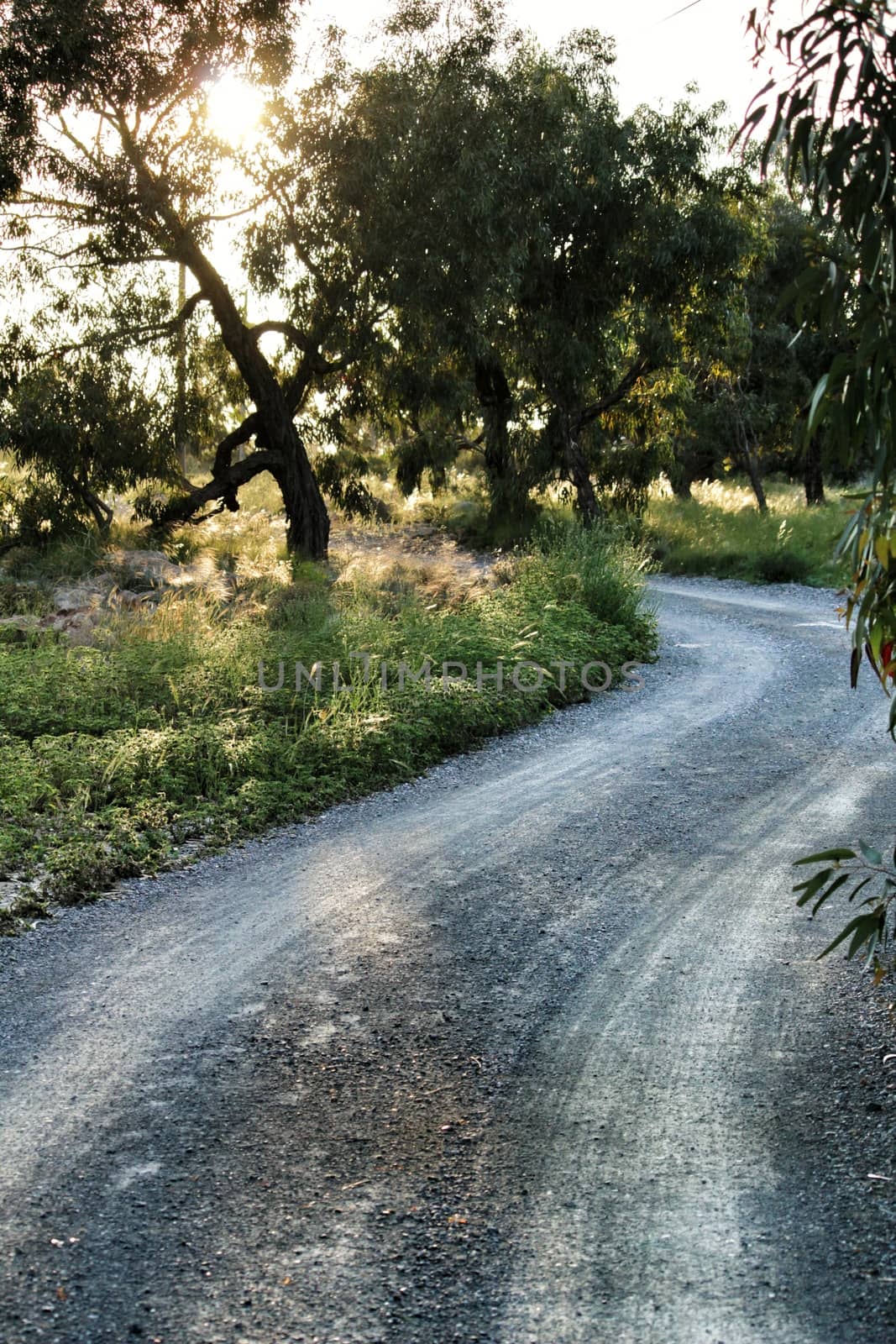 Countryside landscape with native bushes and conifers at sunset in Alicante, Spain