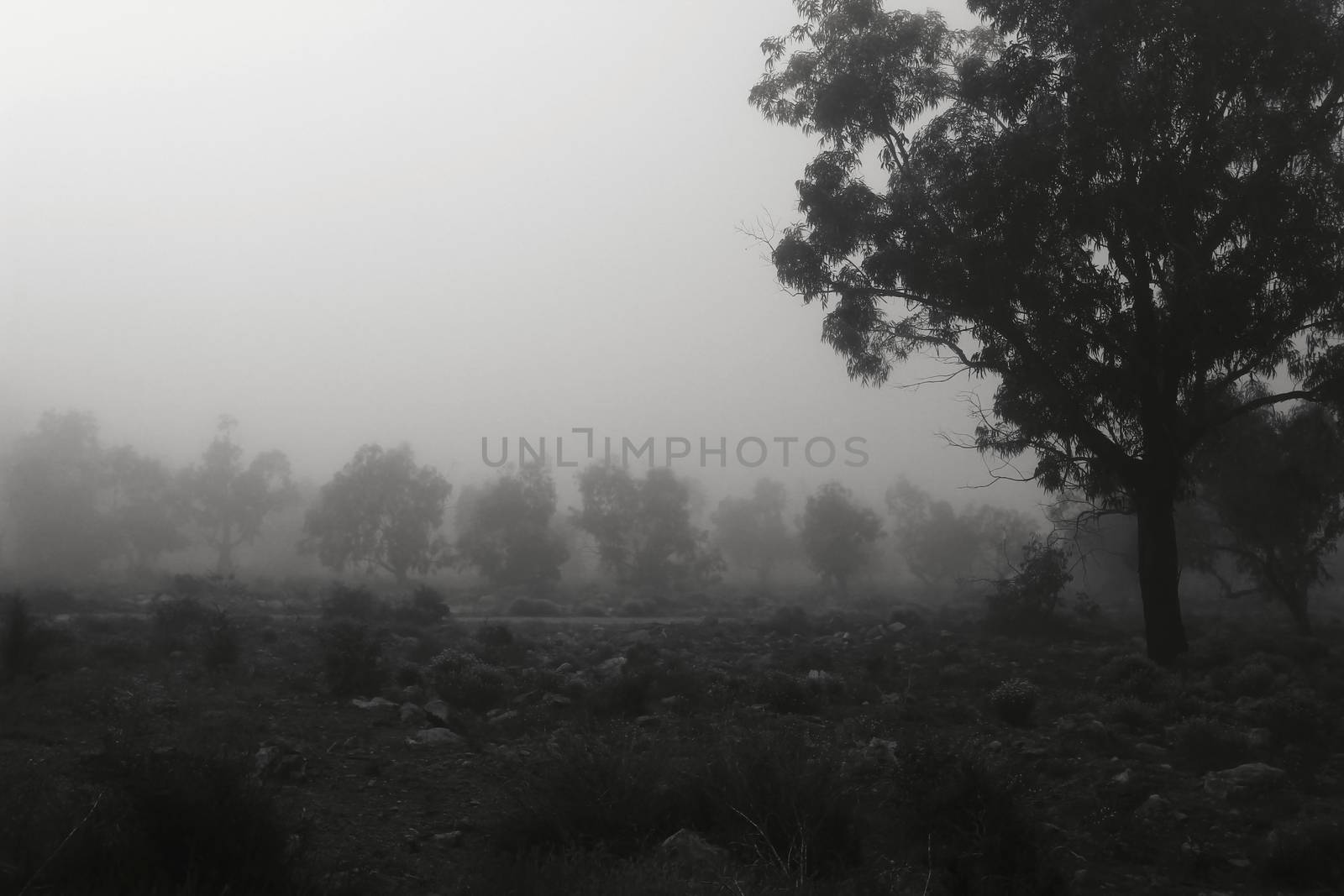 Beautiful and dark Eucalyptus forest covered by fog in the morning in Spain