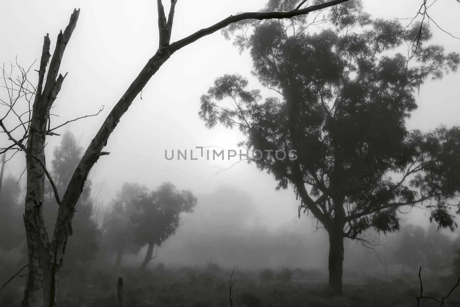 Beautiful and dark Eucalyptus forest covered by fog in the morning in Spain