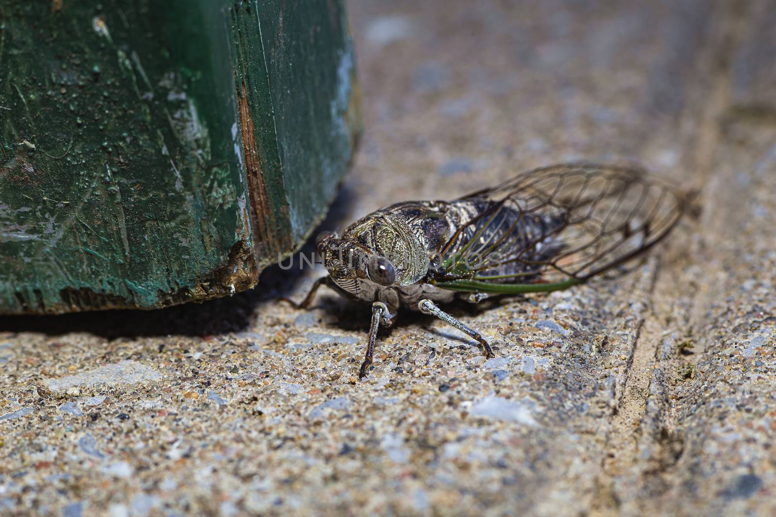 close up photo of a cicadidae resting on the ground