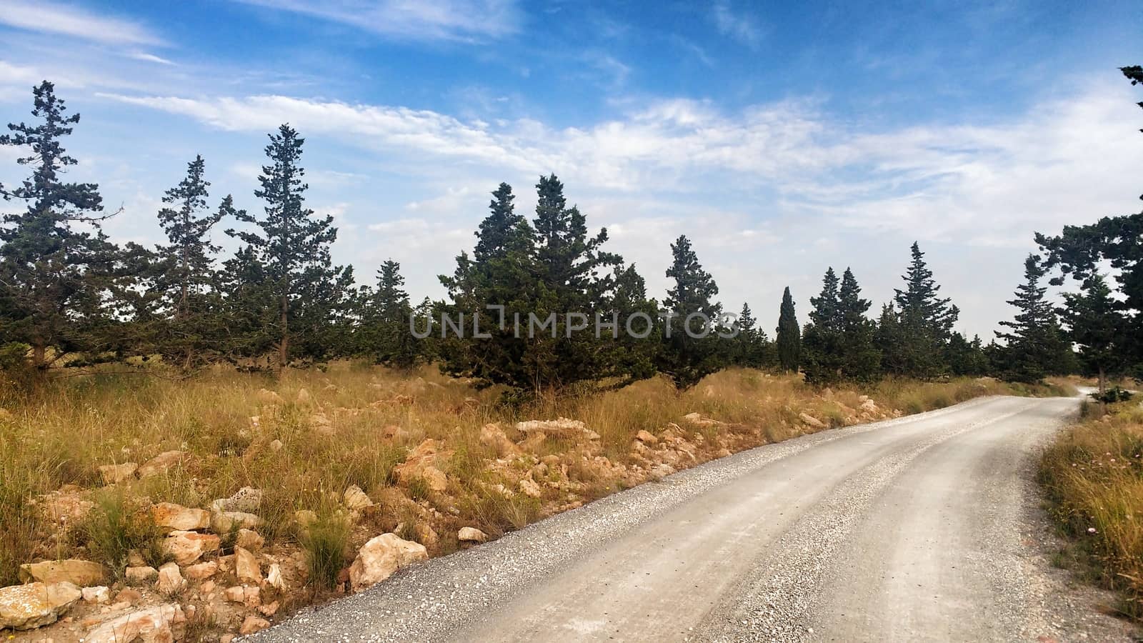 Countryside landscape with native bushes and conifers at sunset in Alicante, Spain
