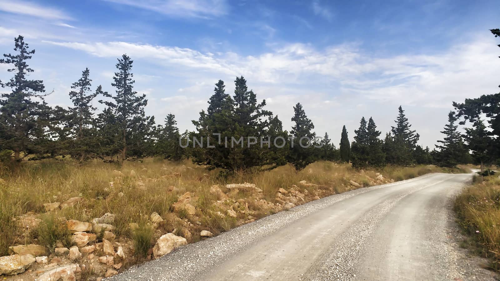 Countryside landscape with native bushes and conifers at sunset in Alicante, Spain