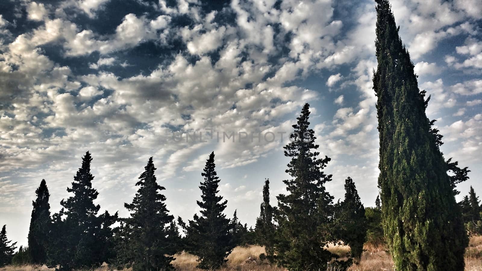 Countryside landscape with native bushes and conifers in Alicante, Spain