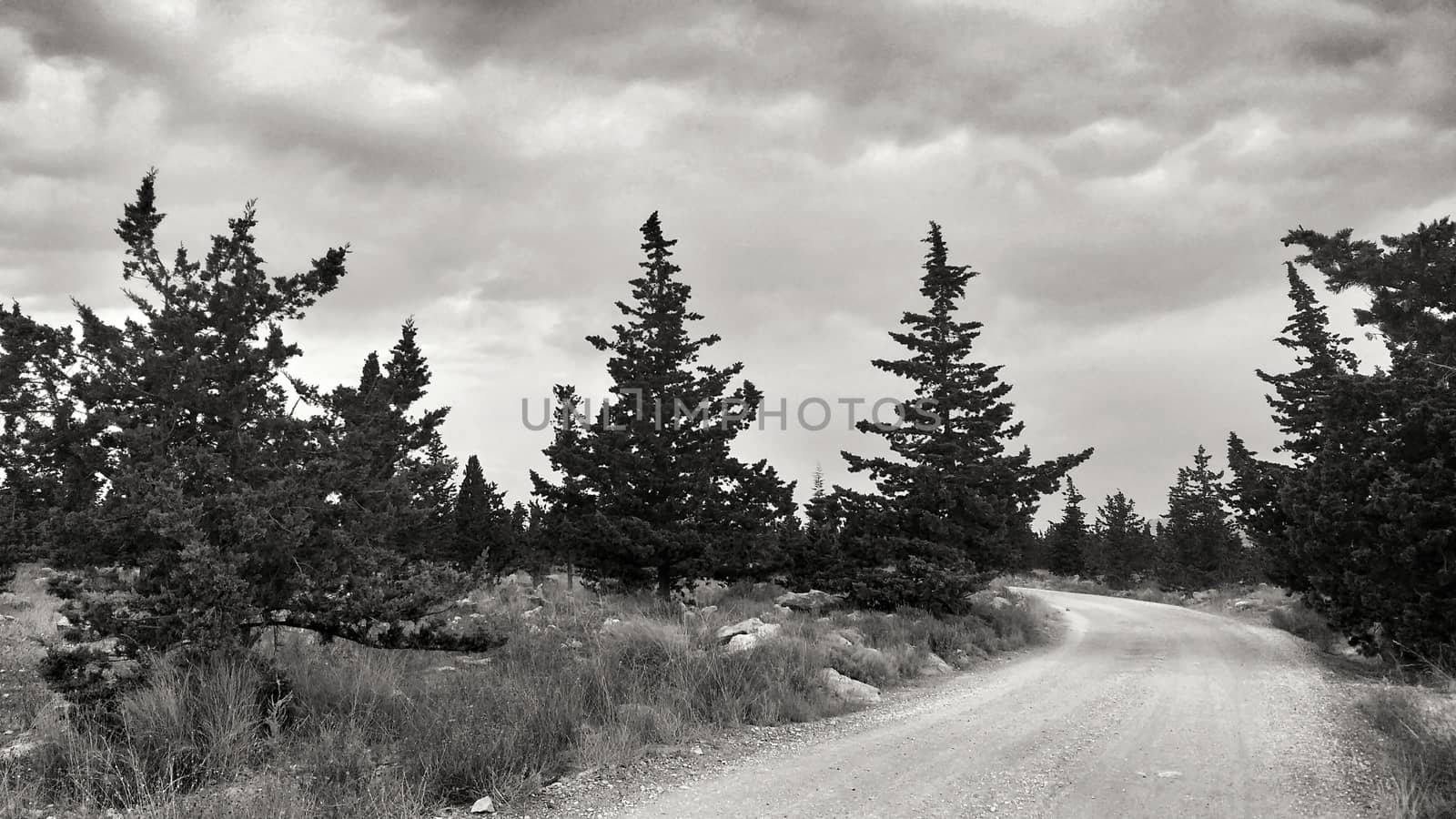 Countryside landscape with native bushes and conifers in Alicante, Spain