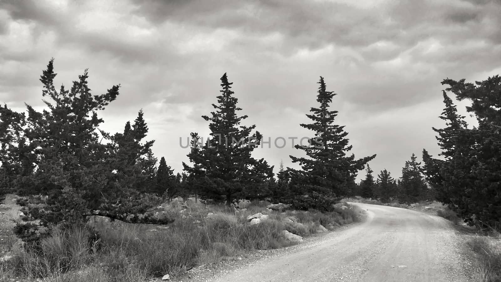 Countryside landscape with native bushes and conifers in Alicante, Spain