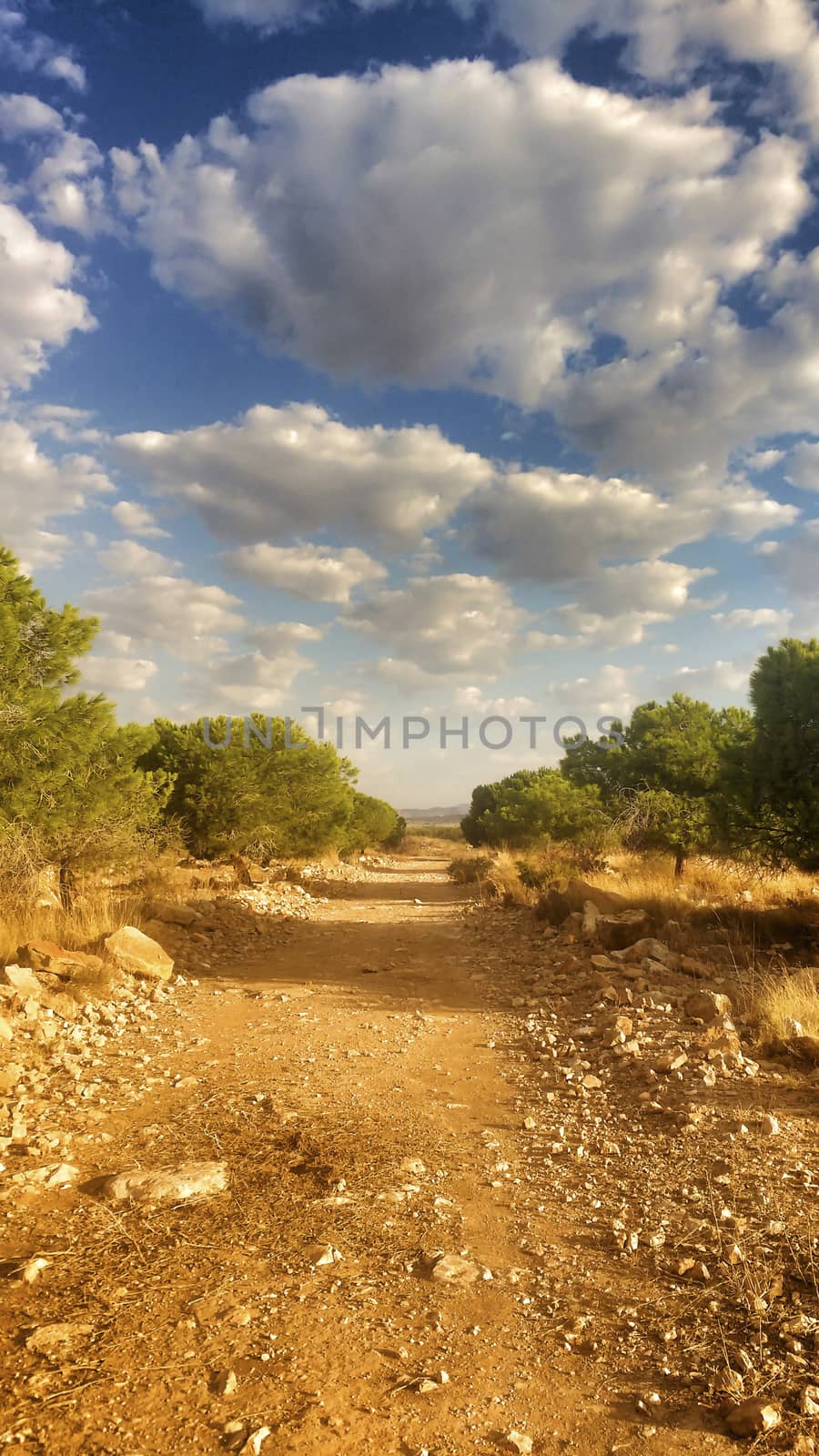 Countryside landscape with native bushes and conifers in Alicante, Spain