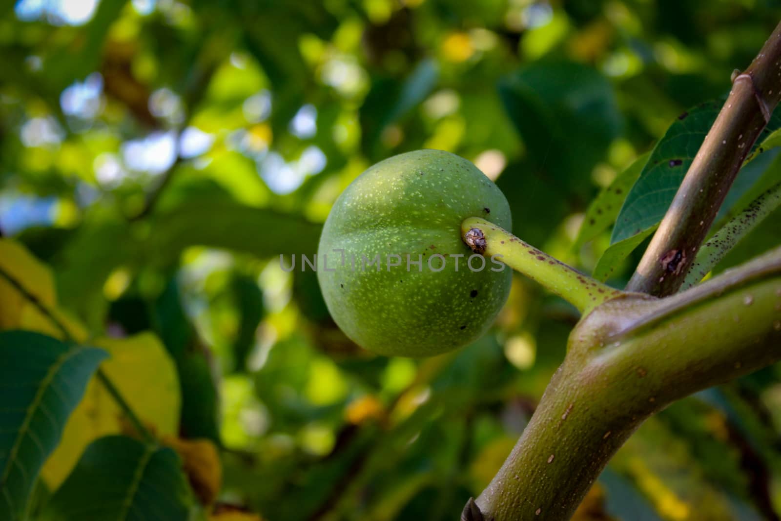 Green unripe walnut on a branch. Zavidovici, Bosnia and Herzegovina.
