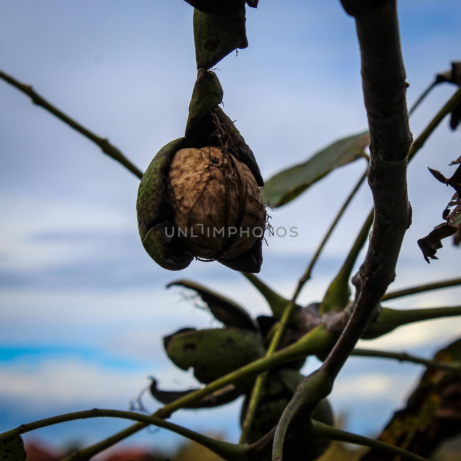 A ripe walnut on a branch that has almost come out of a green shell. Zavidovici, Bosnia and Herzegovina.