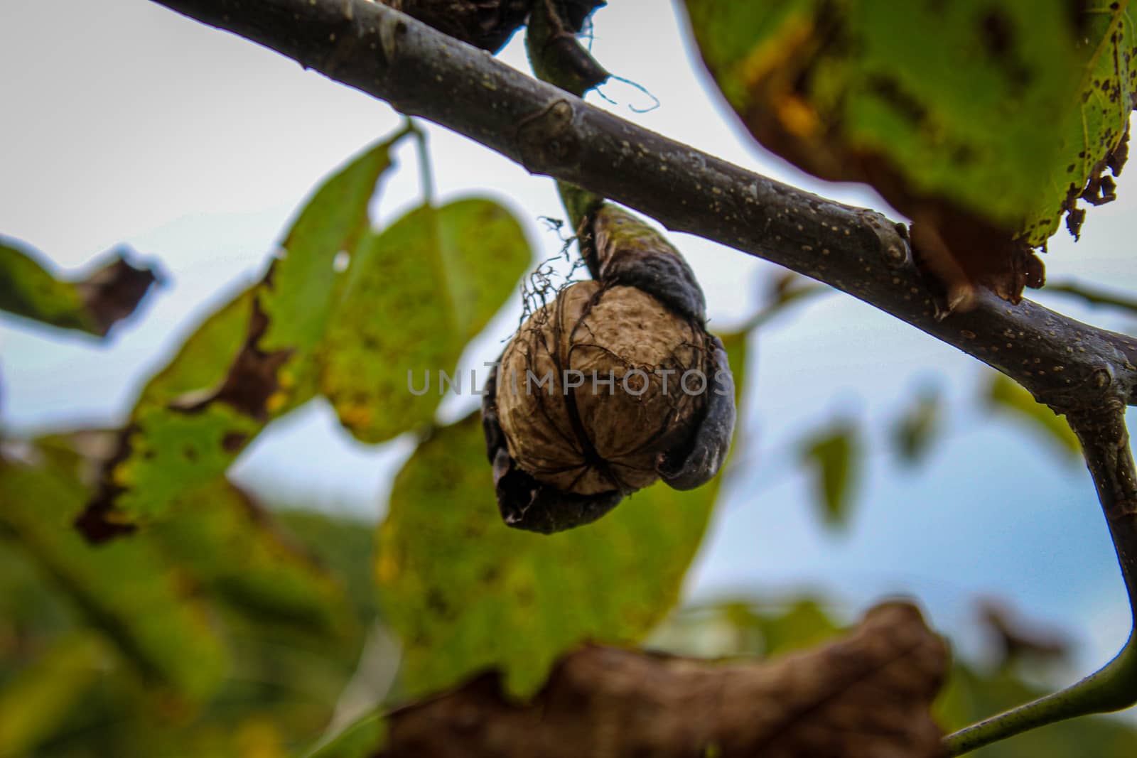 A walnut on a branch that almost came out of a shell that had dried out. by mahirrov