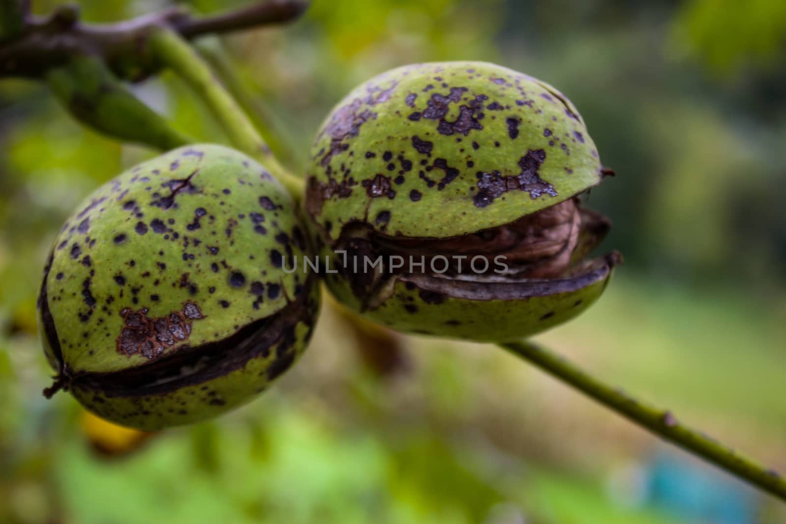 Two walnuts with cracked green shell. Two almost ripe walnuts on a branch. Zavidovici, Bosnia and Herzegovina.