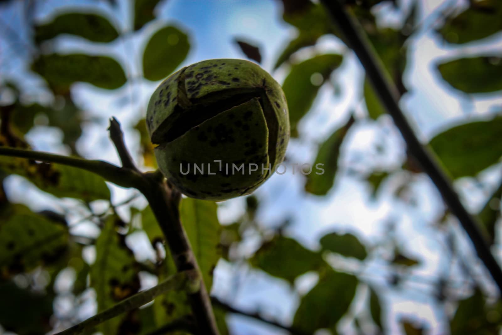 A cracked green walnut shell on a branch between the branches. Zavidovici, Bosnia and Herzegovina.