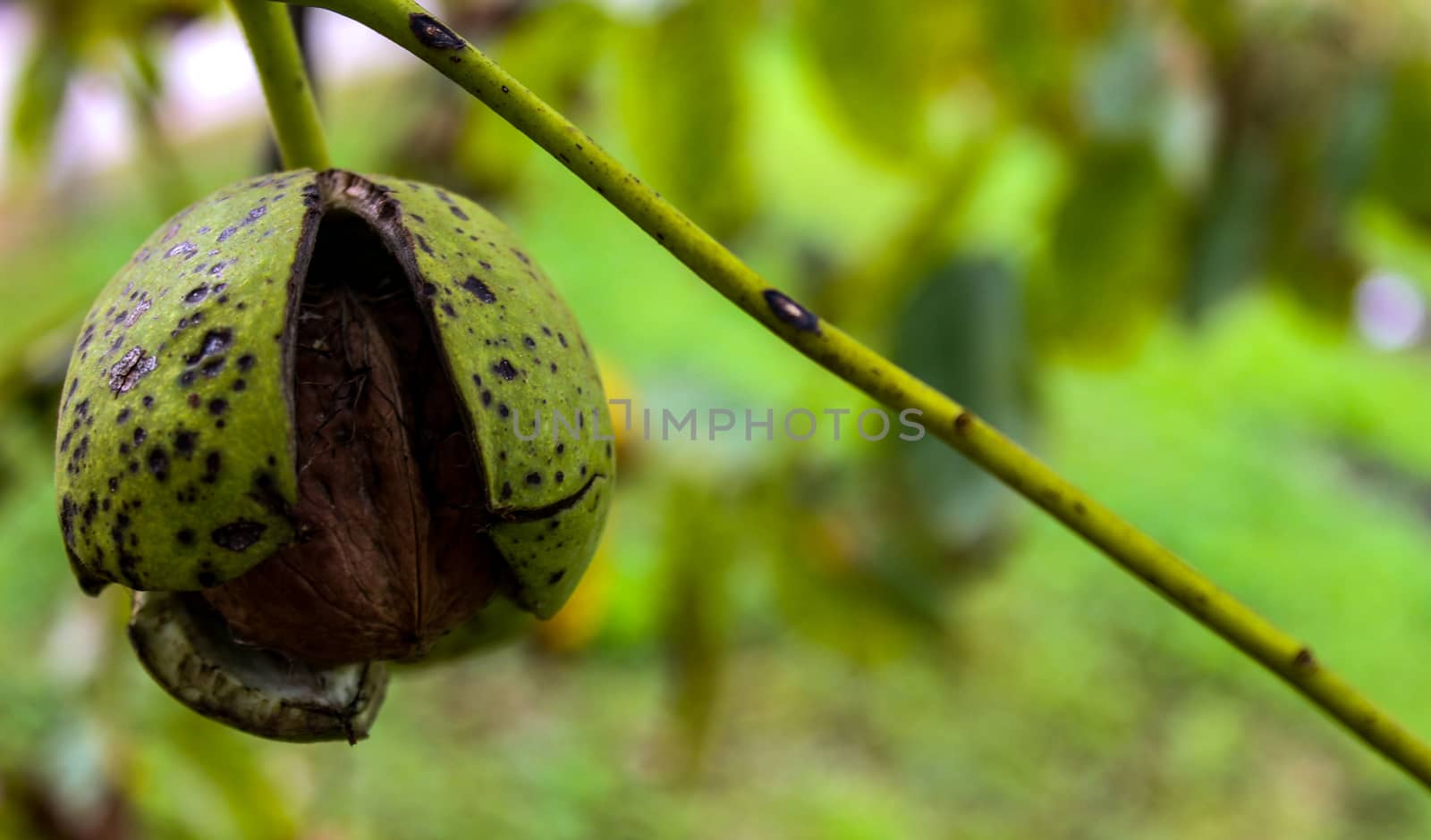 A cracked green shell from which a walnut can be seen. Walnut banner on the branches. by mahirrov