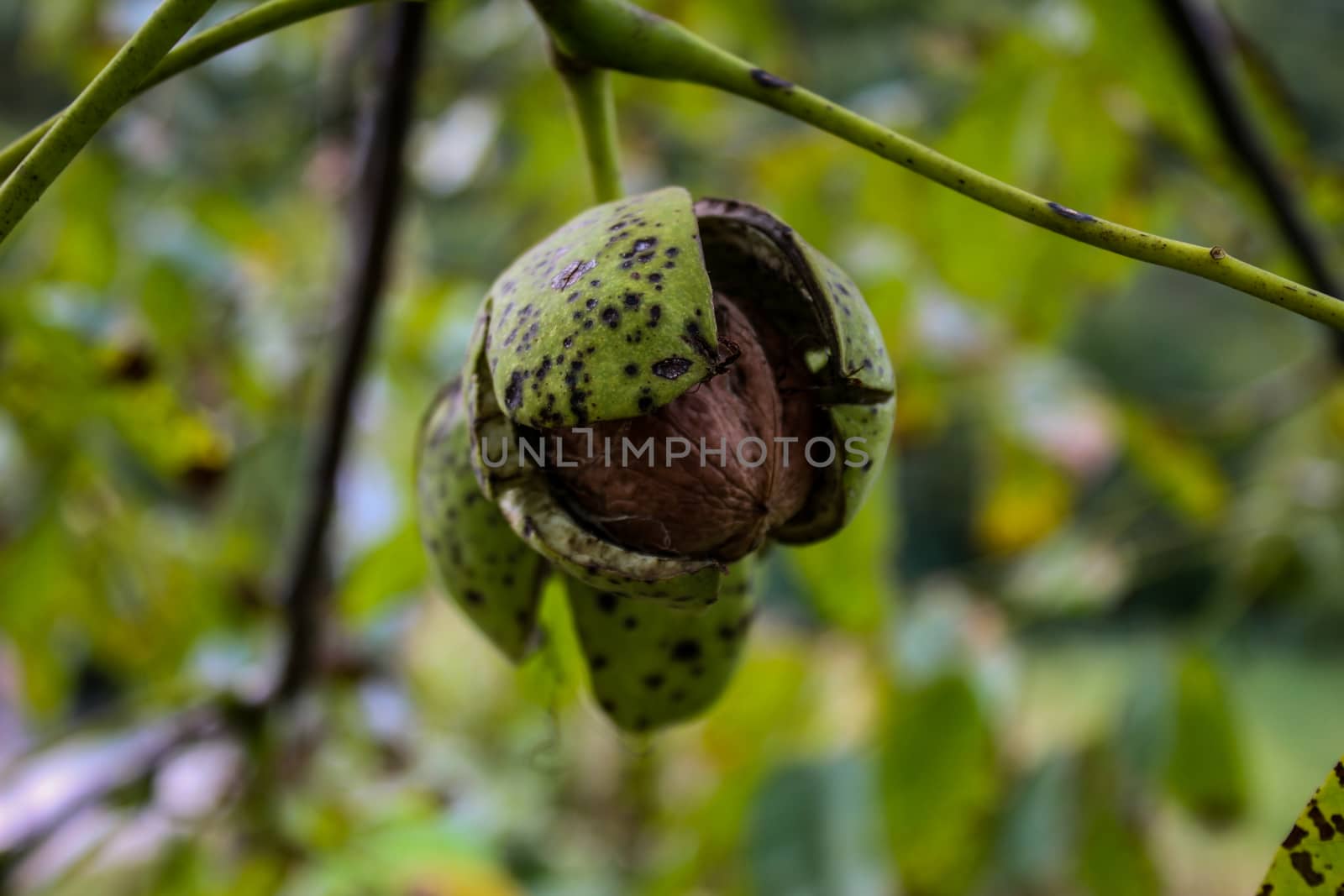 A cracked green shell from which a walnut can be seen. Walnut on a branch. Zavidovici, Bosnia and Herzegovina.