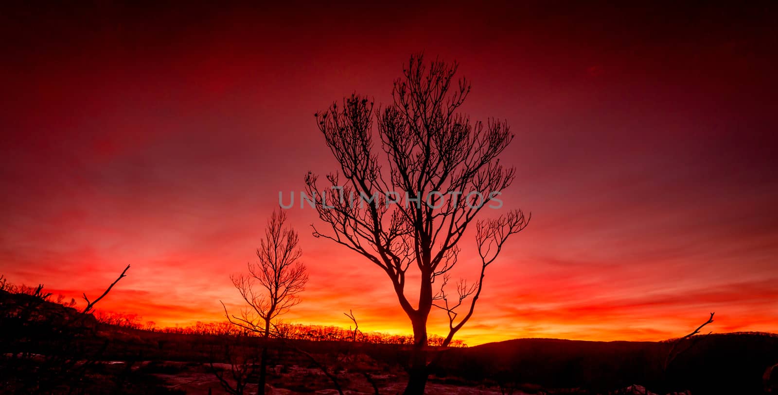 Red sunset on a burnt landscape after bush fires  Australia