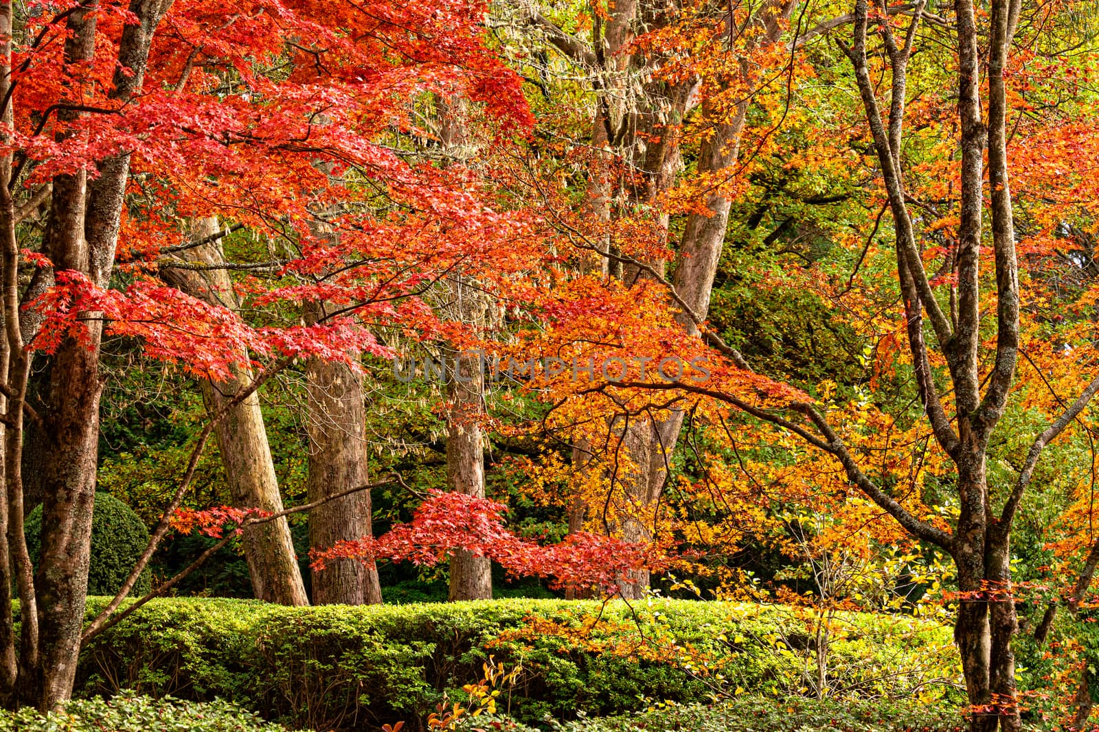 Various deciduous trees in various vibrant colours during Autumn