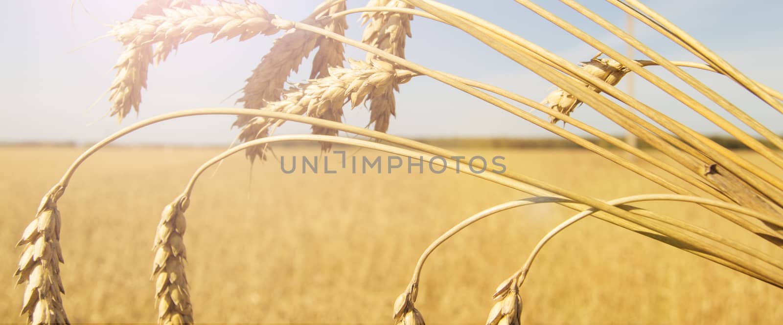Close-up of ripe wheat ears against the blue sky. Selective focus, banner