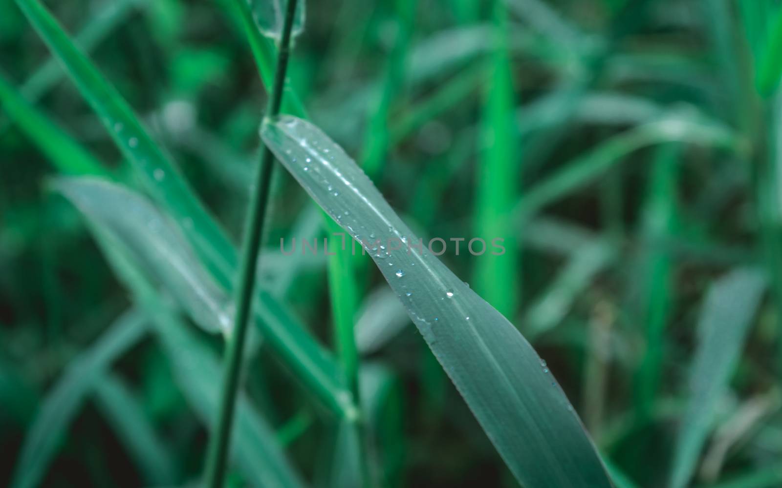 Raindrops on leaf. Rain drop on Leaves. Extreme Close up of rain water dew droplets on blade of grass. Sunlight reflection. Winter rainy season. Beauty in nature abstract background. Macro photography