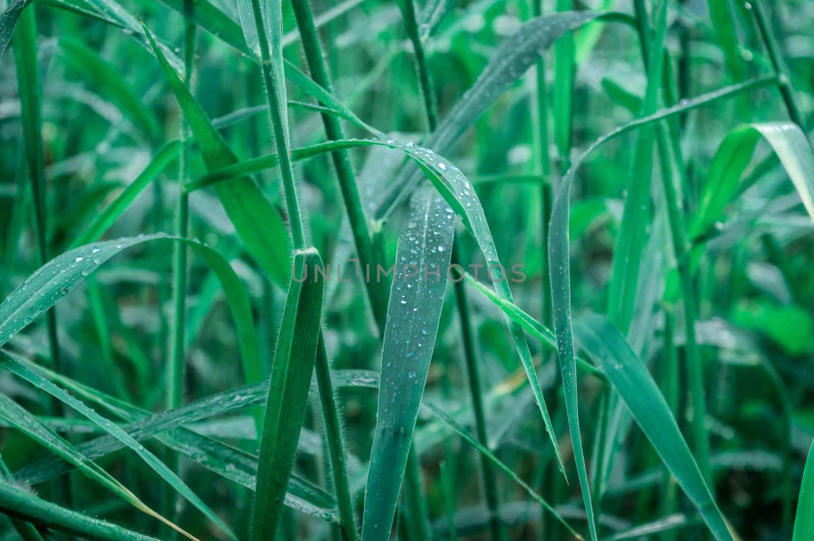 Raindrops on leaf. Close up of rain water dew droplets on grass crop plant. Sunlight reflection. Rural scene in agricultural field lawn meadow. Winter morning rainy season. Beauty in nature background