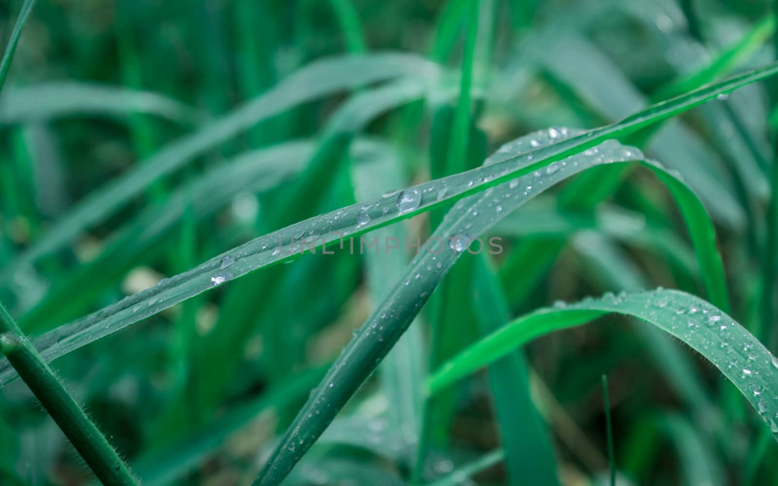 Raindrops on leaf. Close up of rain water dew droplets on grass crop plant. Sunlight reflection. Rural scene in agricultural field lawn meadow. Winter morning rainy season. Beauty in nature background