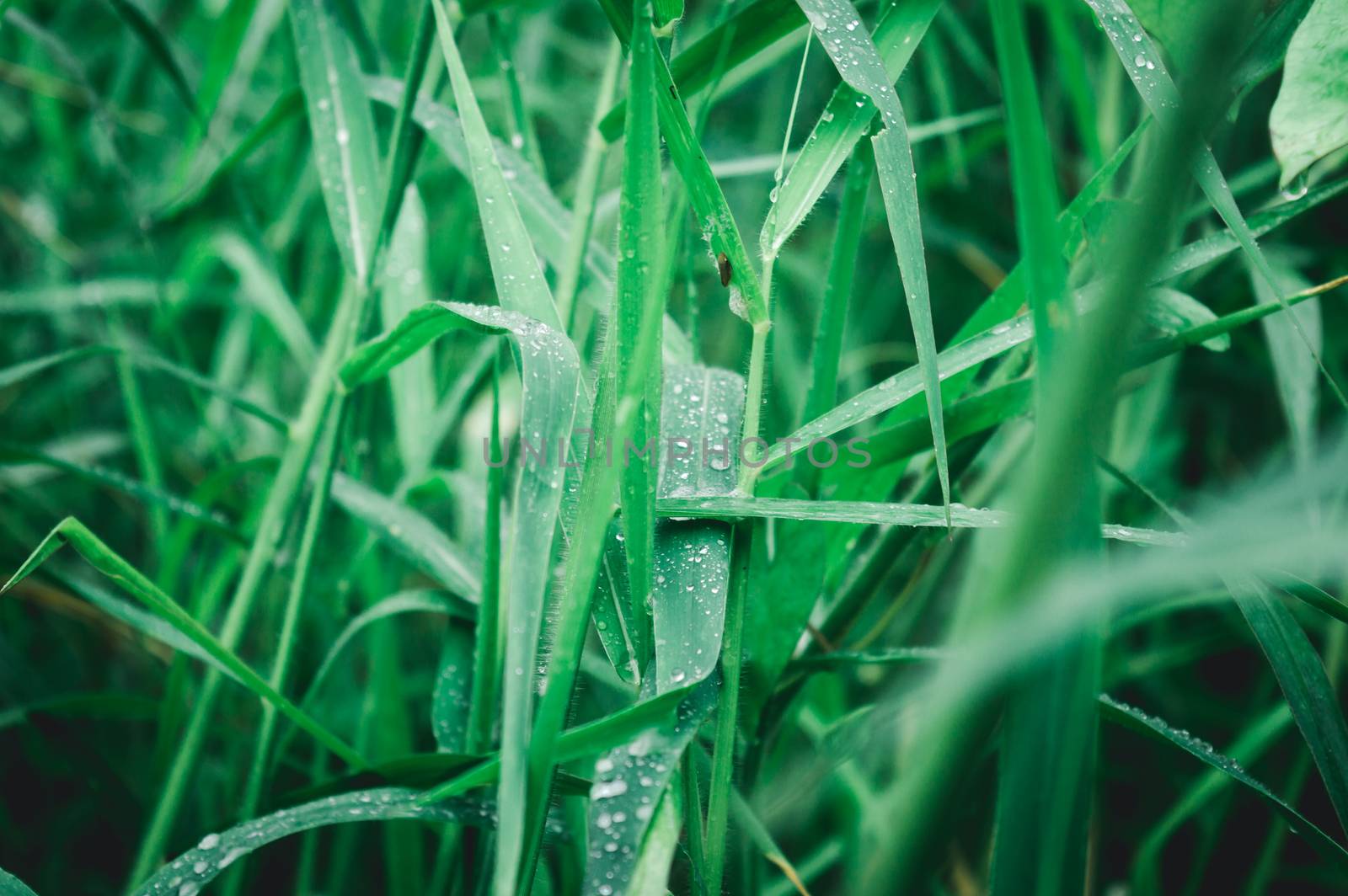 Raindrops on leaf. Close up of rain water dew droplets on grass crop plant. Sunlight reflection. Rural scene in agricultural field lawn meadow. Winter morning rainy season. Beauty in nature background