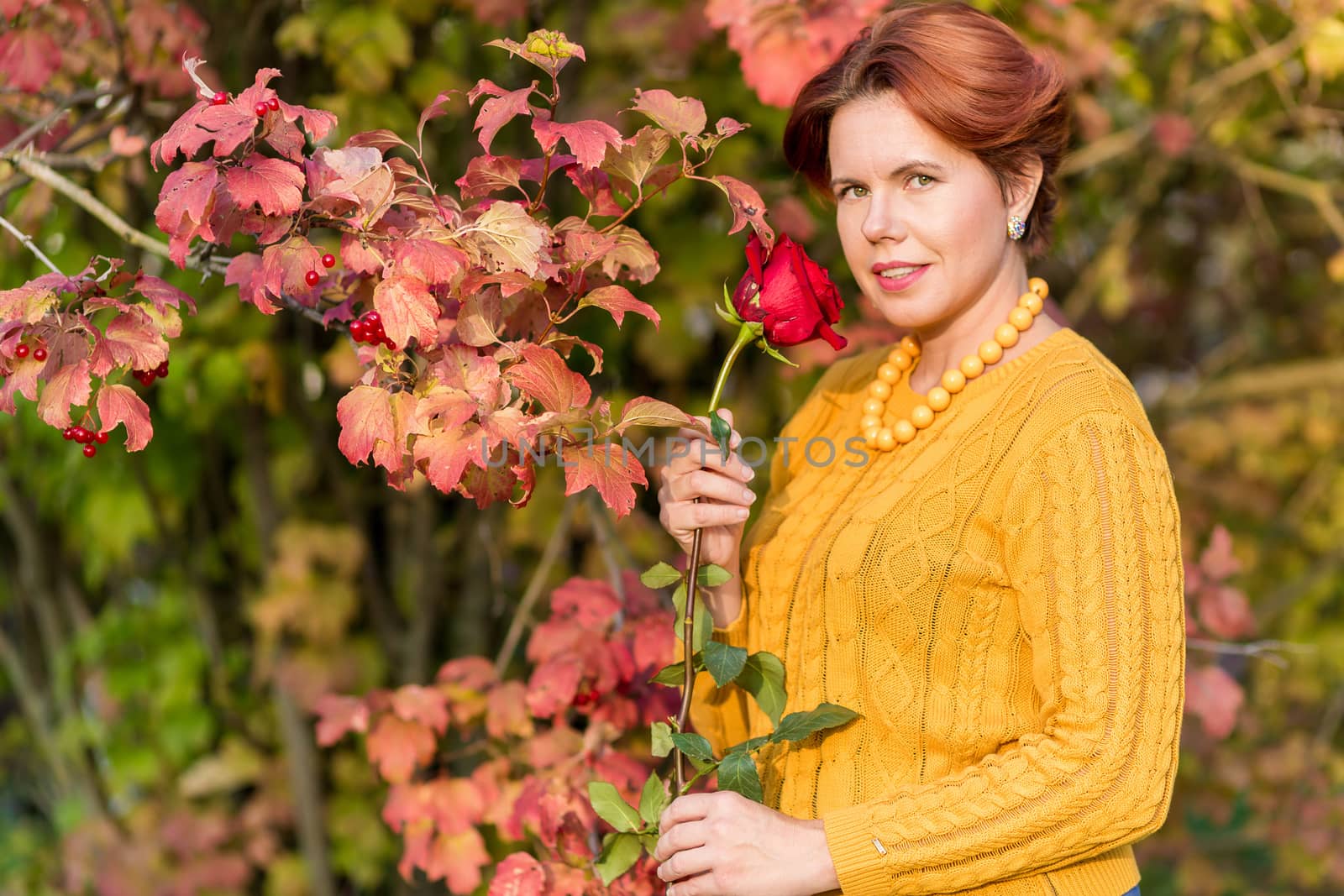 .Portrait of beautiful 30 year old woman holding rose and standing near Red foliage on a viburnum Bush in autumn park