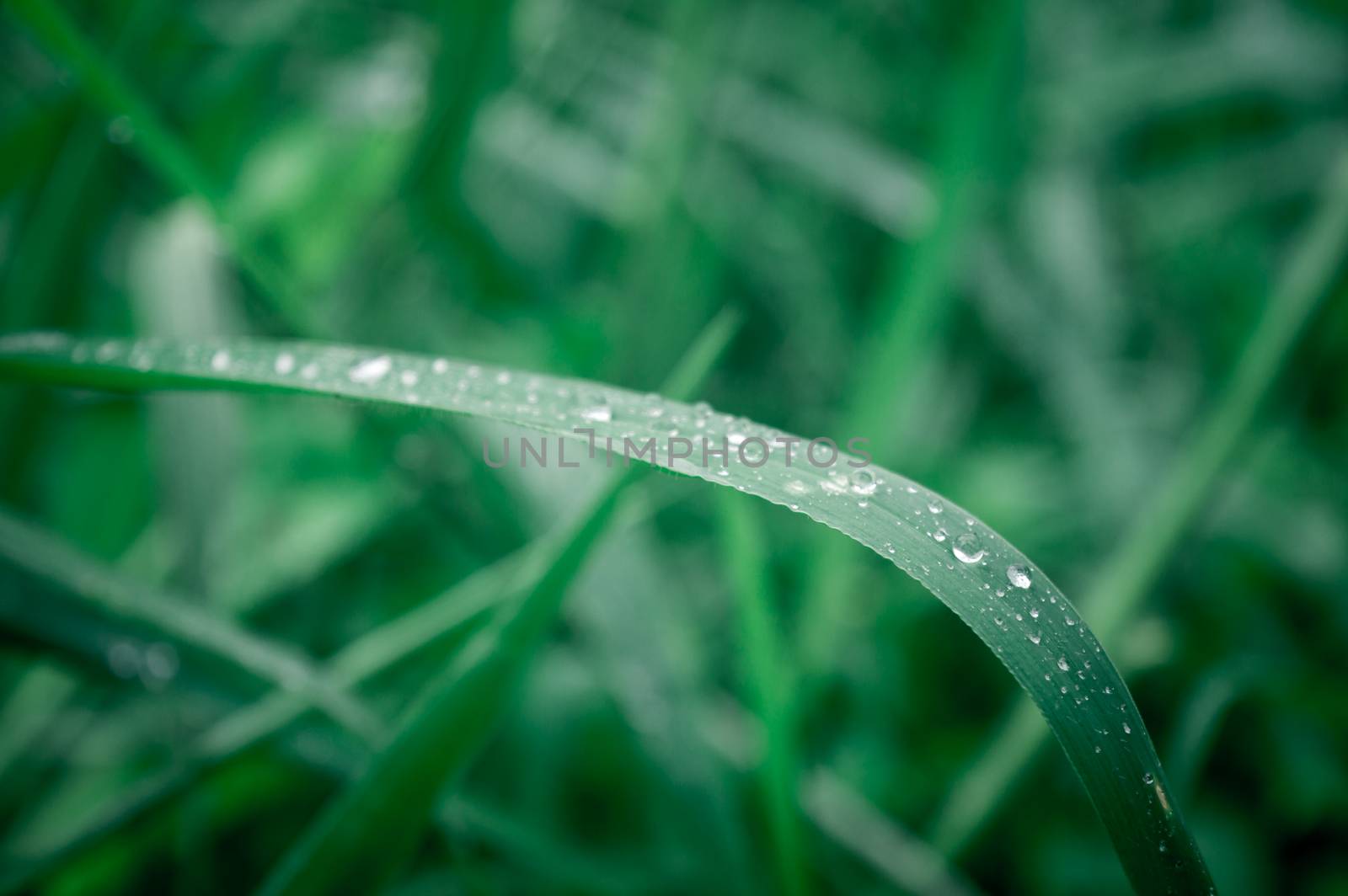 Raindrops on leaf. Rain drop on Leaves. Extreme Close up of rain water dew droplets on blade of grass. Sunlight reflection. Winter rainy season. Beauty in nature abstract background. Macro photography