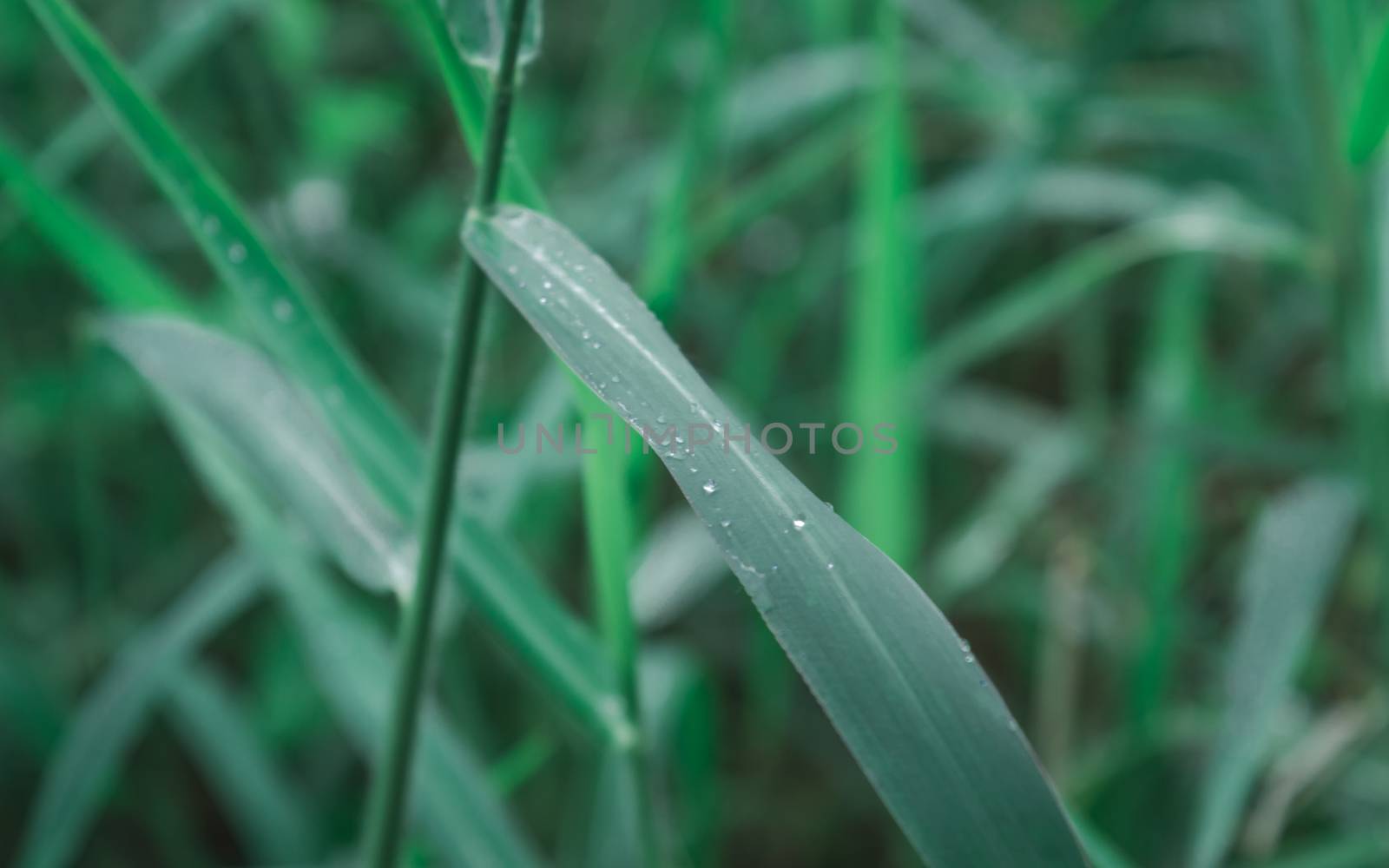 Raindrops on leaf. Rain drop on Leaves. Extreme Close up of rain water dew droplets on blade of grass. Sunlight reflection. Winter rainy season. Beauty in nature abstract background. Macro photography by sudiptabhowmick