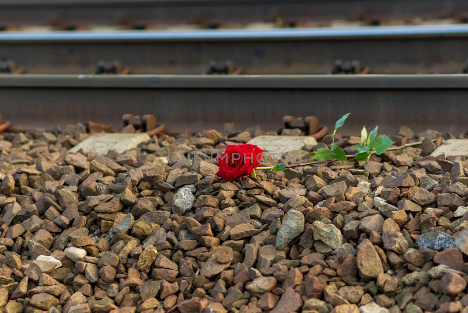 Red rose lies next to the rails on the train tracks. by galinasharapova