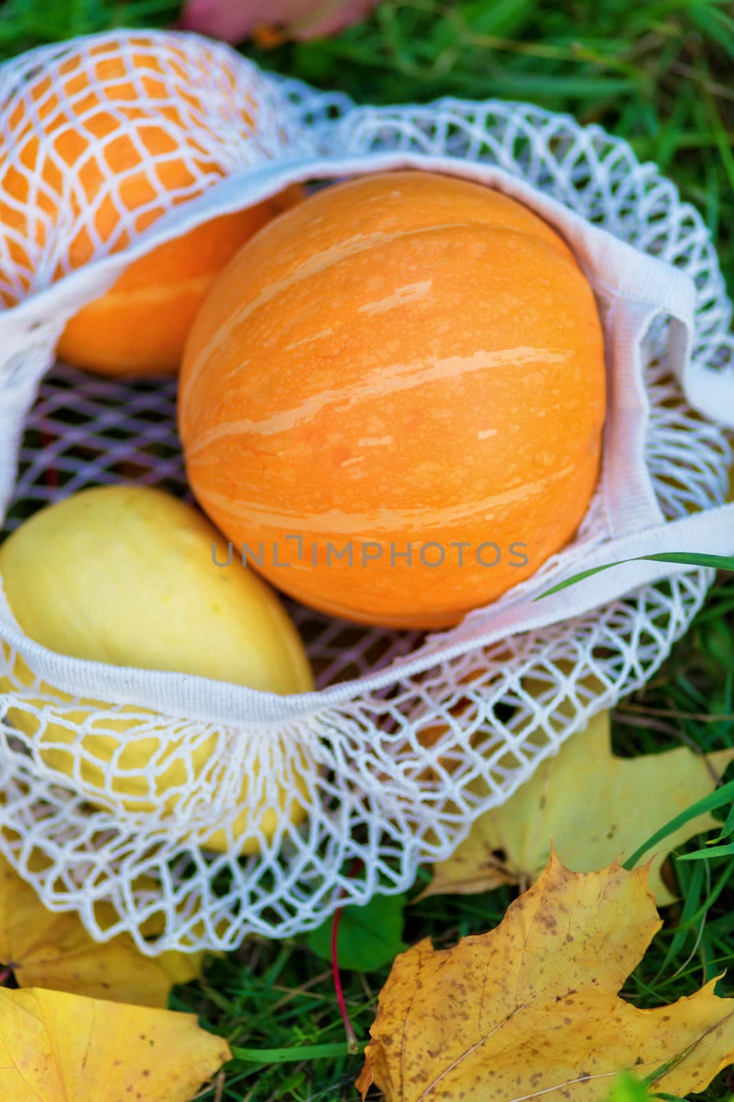Pumpkins in reusable shopping mesh bag on autumn leaves background. by galinasharapova