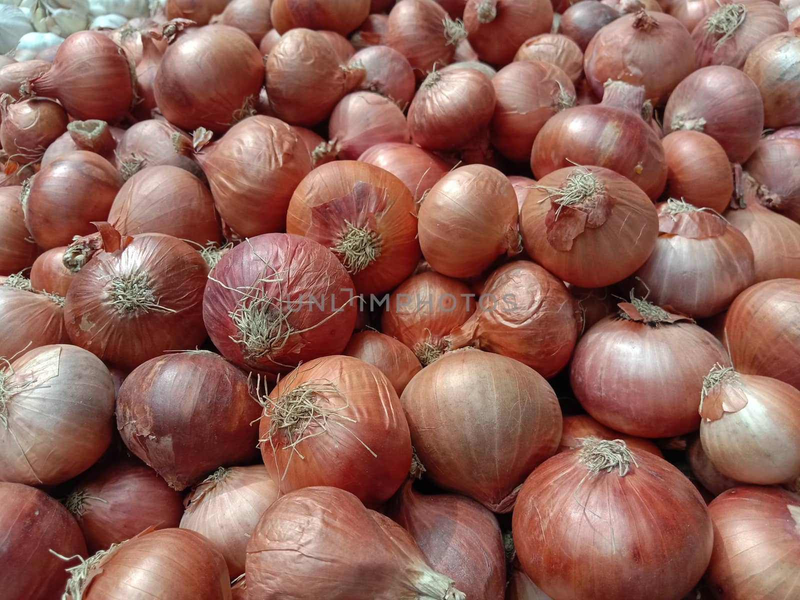 healthy and spicy onion stock on shop