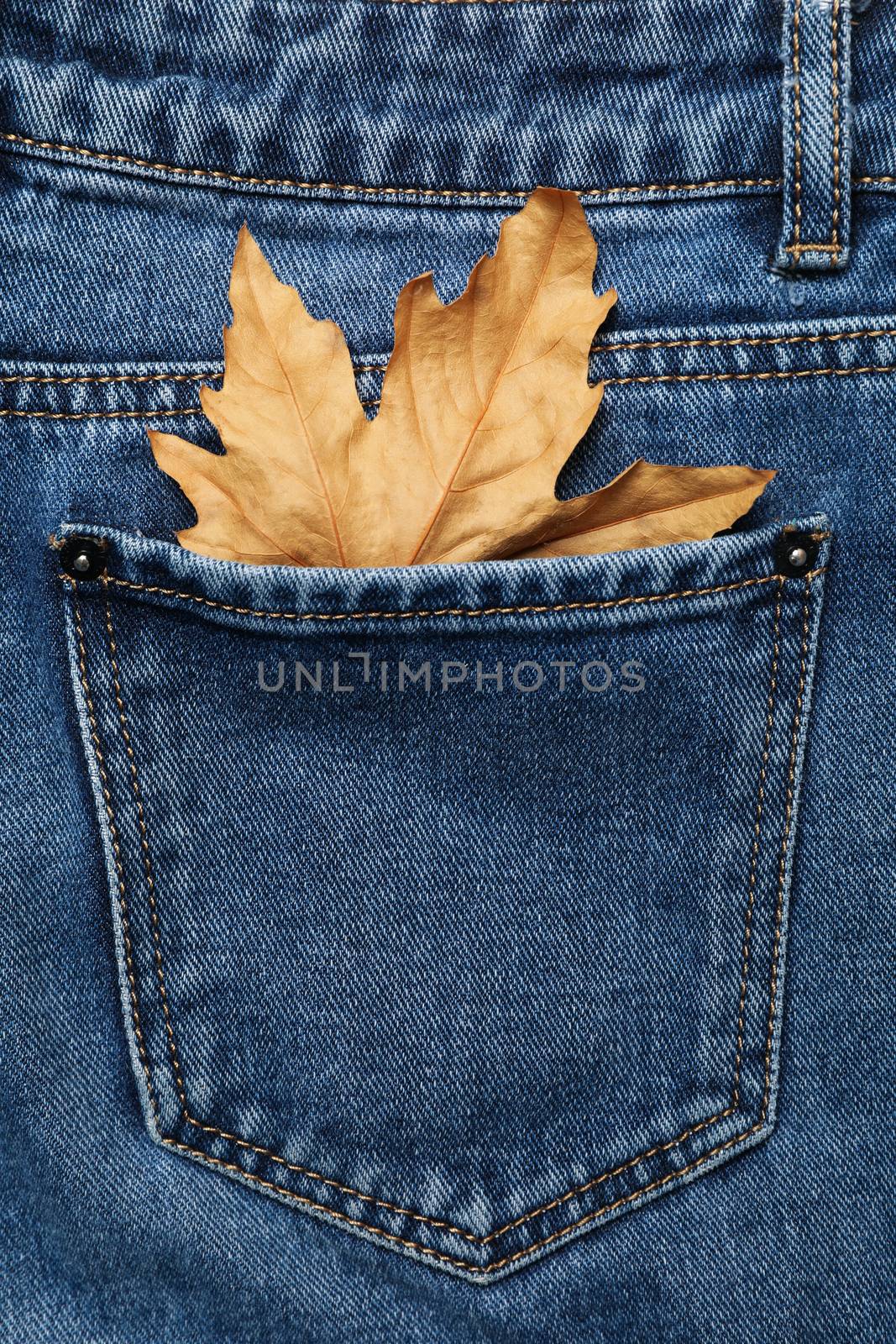 Back of jeans with leaf in pocket, space for text