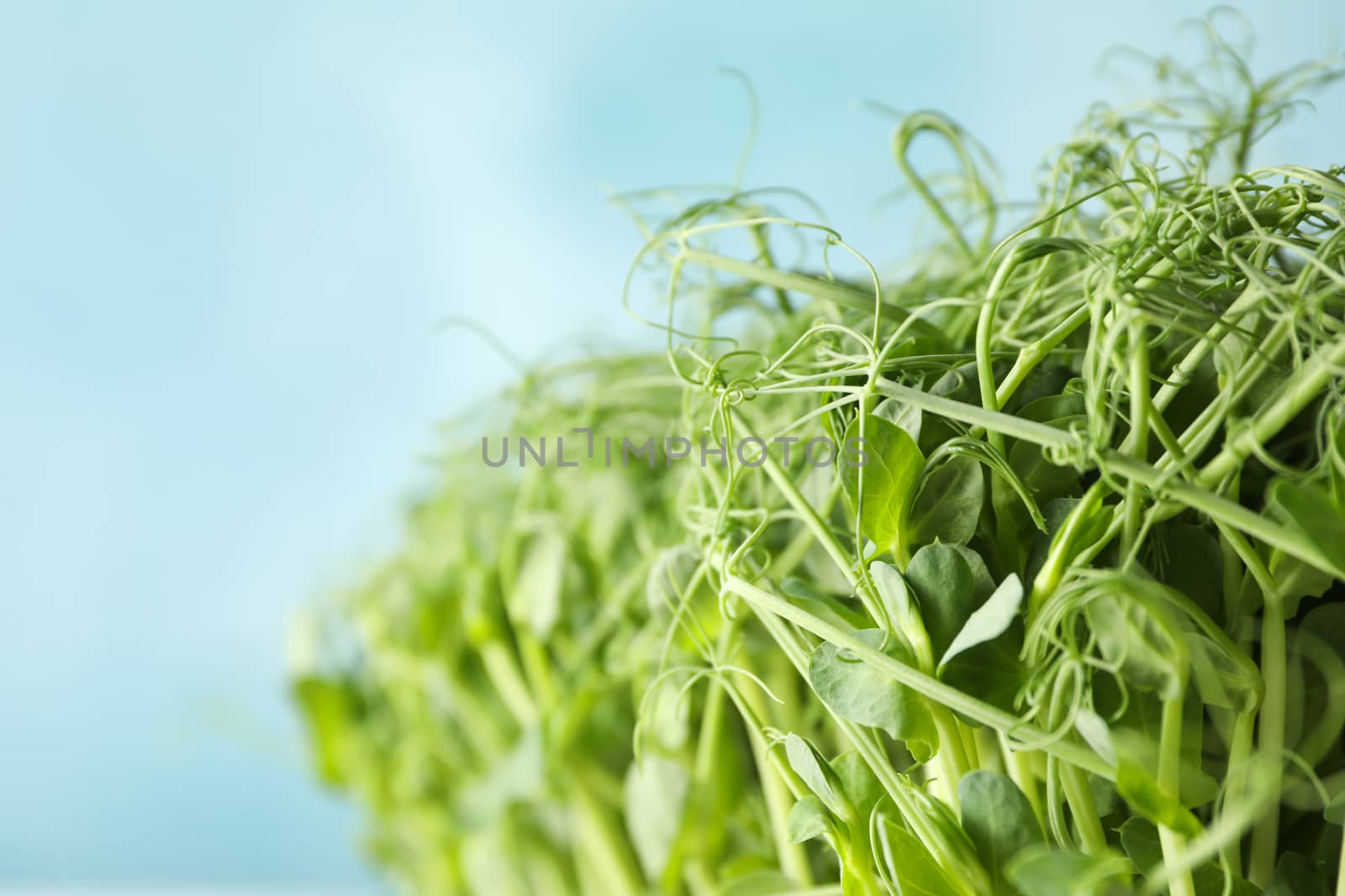 Green peas sprouts against blue background, close up by AtlasCompany